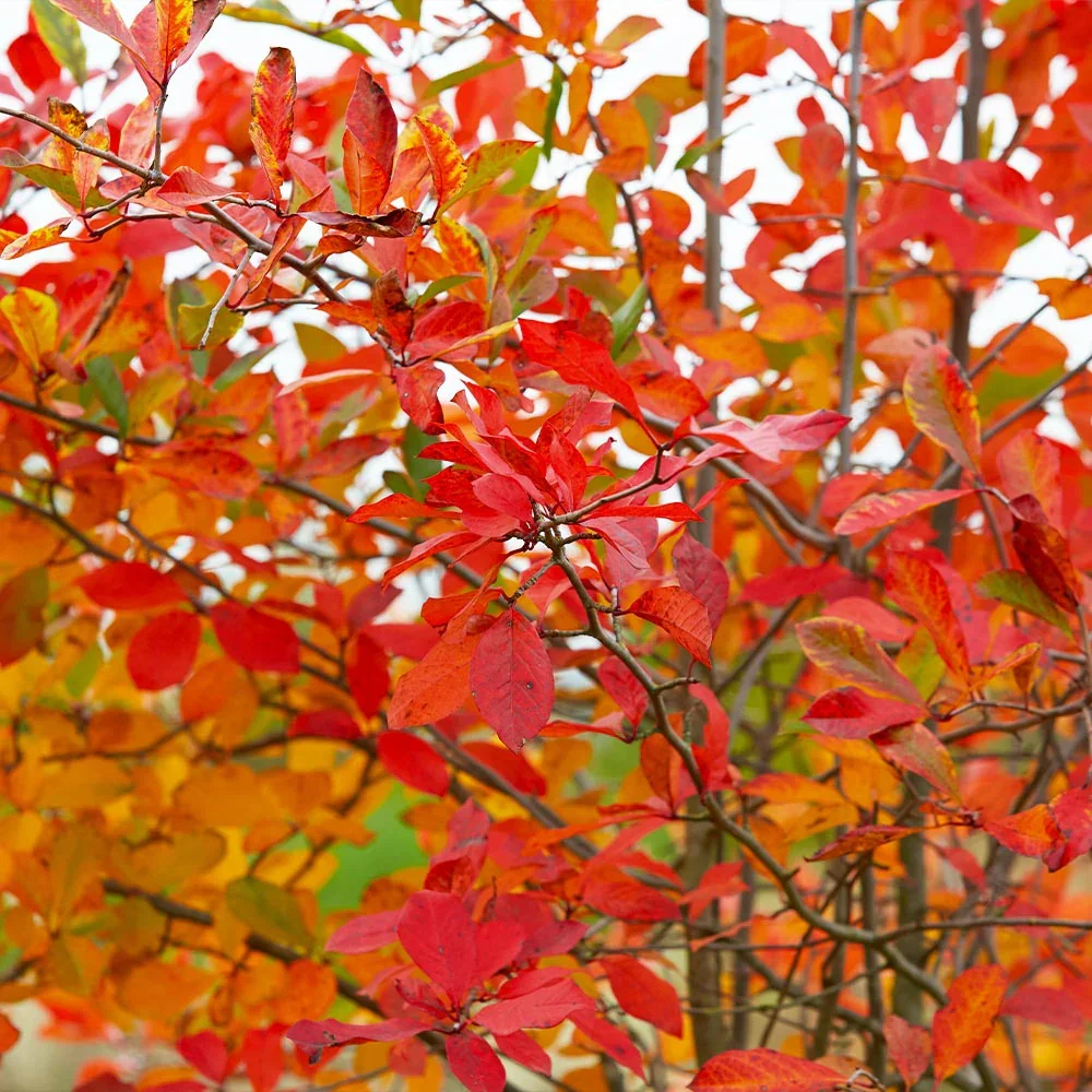 Serviceberry_Autumn_Brilliance_2_FGT.webp