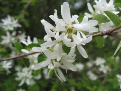 Amelanchier-ovalis-jpg.webp
