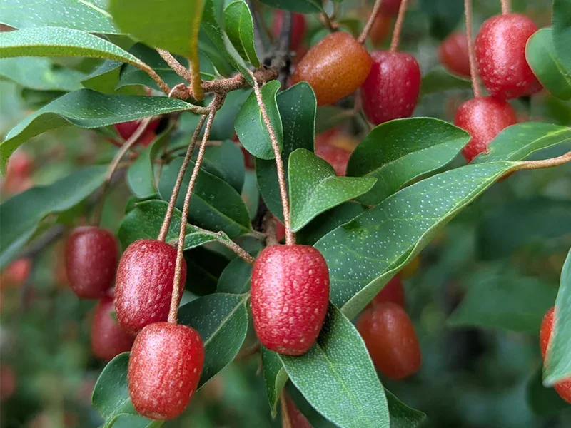 eleagnus_muliflora_sweet_scarlet_1_800x.webp