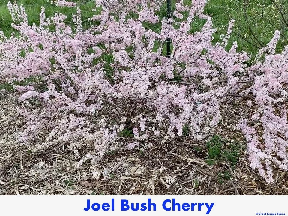 Joel-Bush-Cherry.jpeg