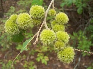 Chinkapin.jpg