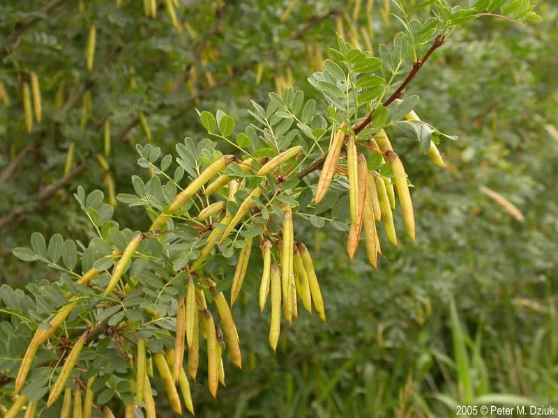 caragana-arborescens_079865-2.jpg