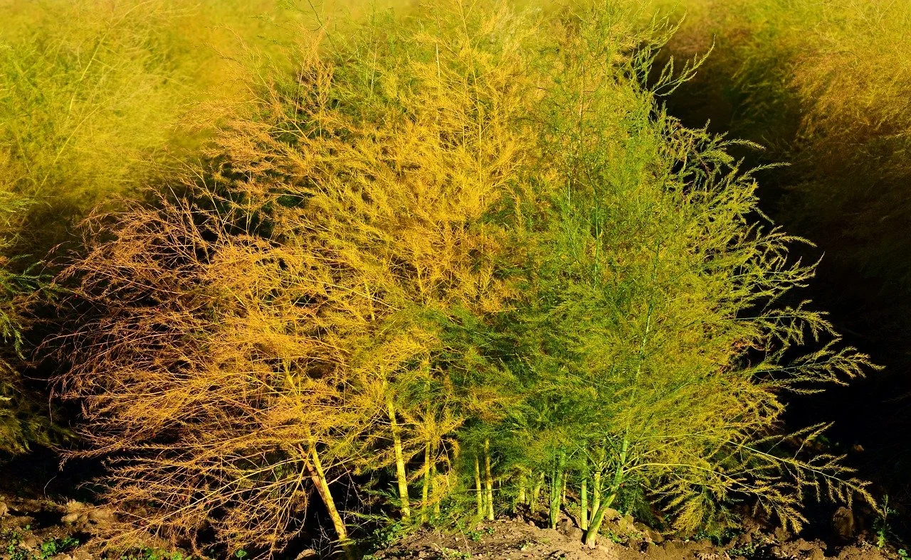 Asparagus-in-Fall.jpg