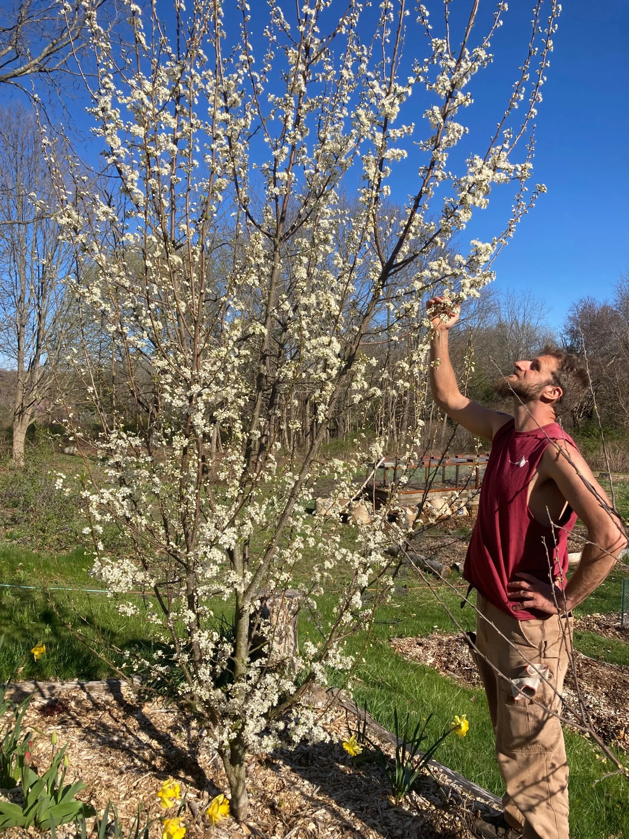 plum tree in blossom