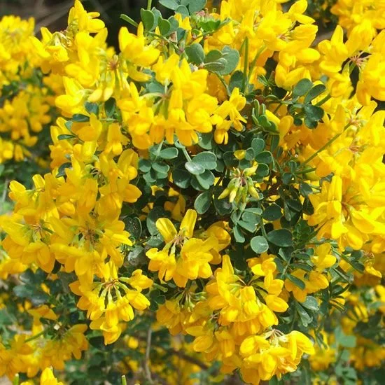 siberian pea shrub bloom.jpeg
