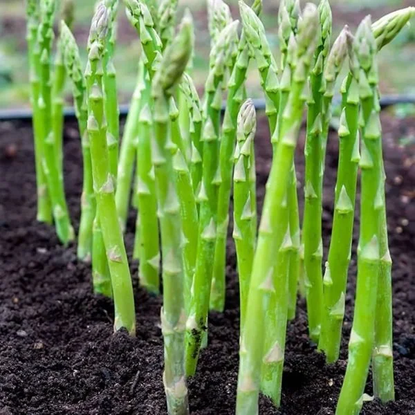 Mary-Washington-Asparagus-Seed-71j-VzedA9L._AC_UF8941000_QL80_-600x600.jpg