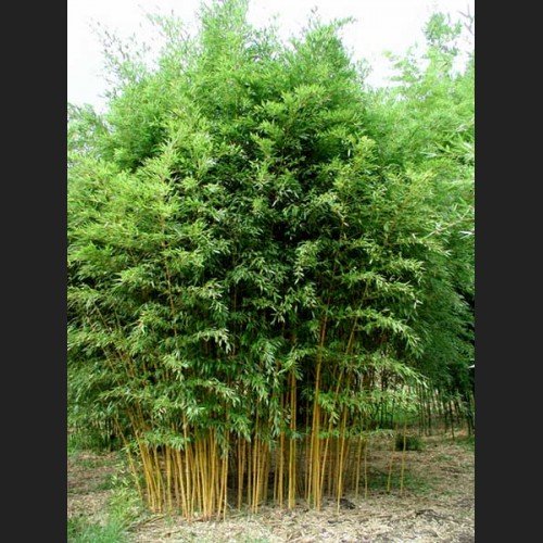 Phyllostachys aureosulcata - aureocaulis-500x500.jpg