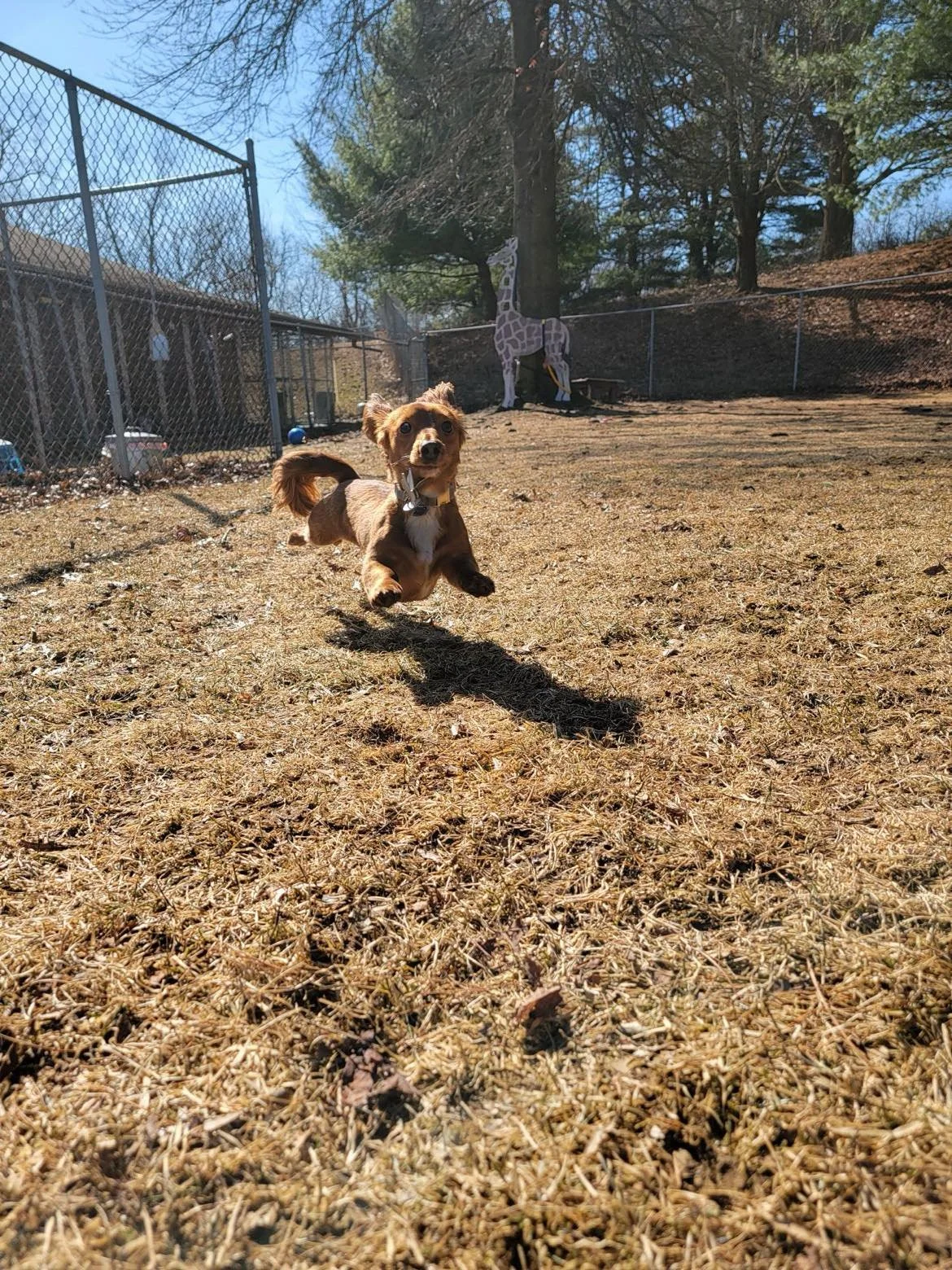 Air Moose.jpg