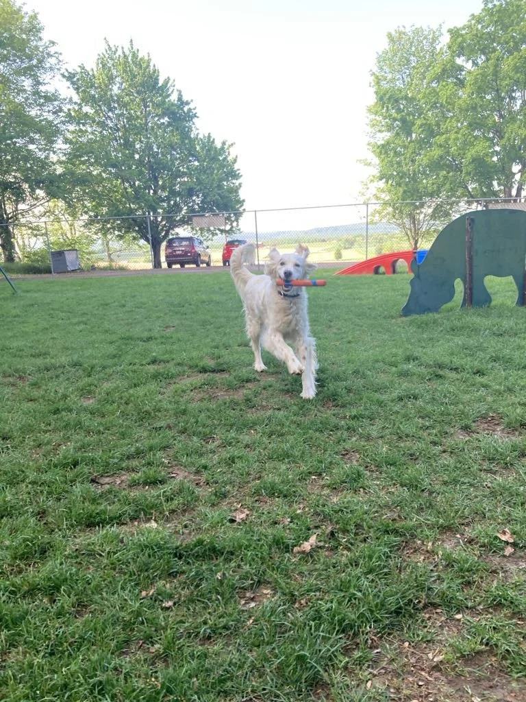Benson with stick.jpg