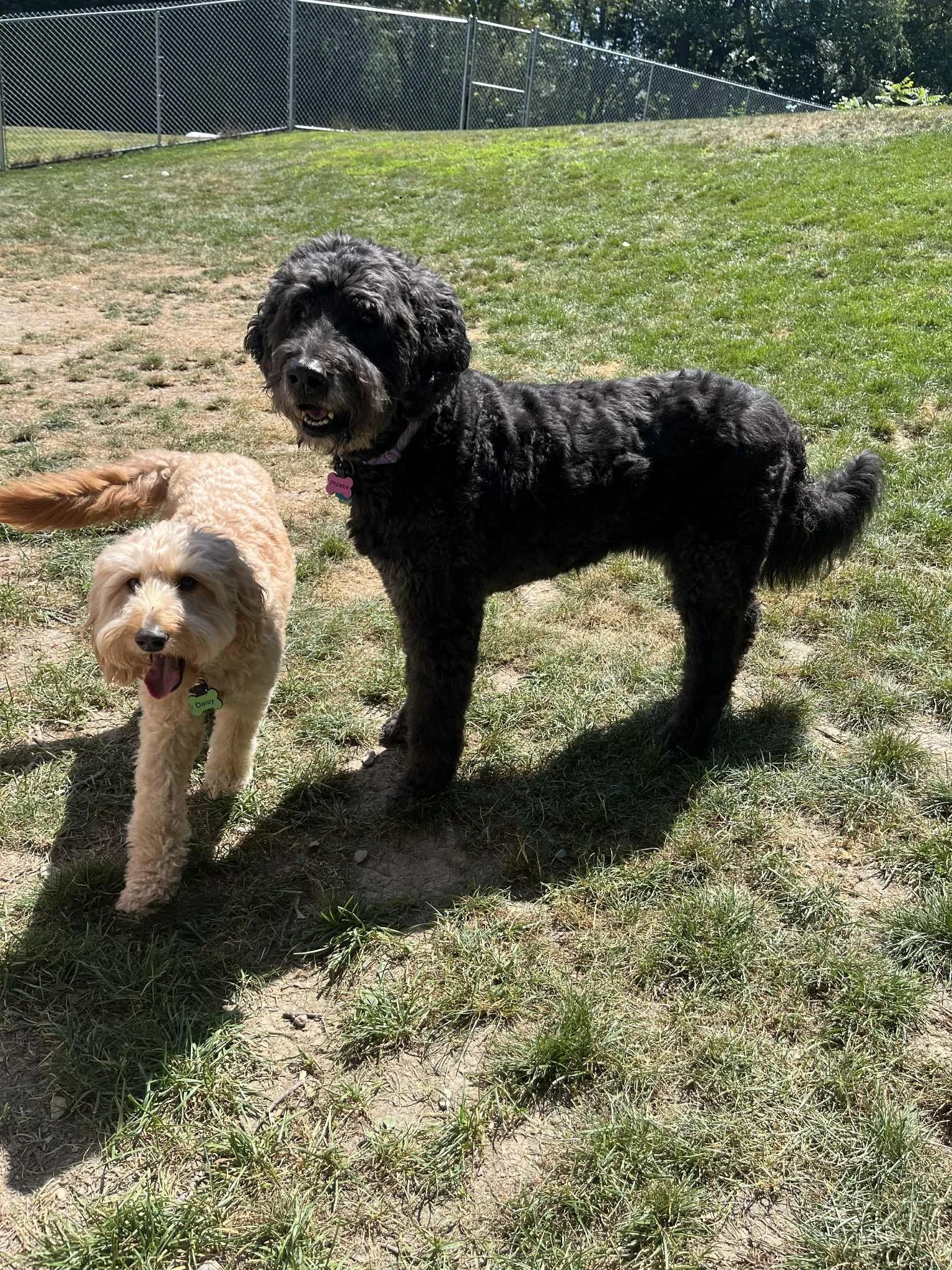WarriorRun_Phoebe_Daisytogether.jpg