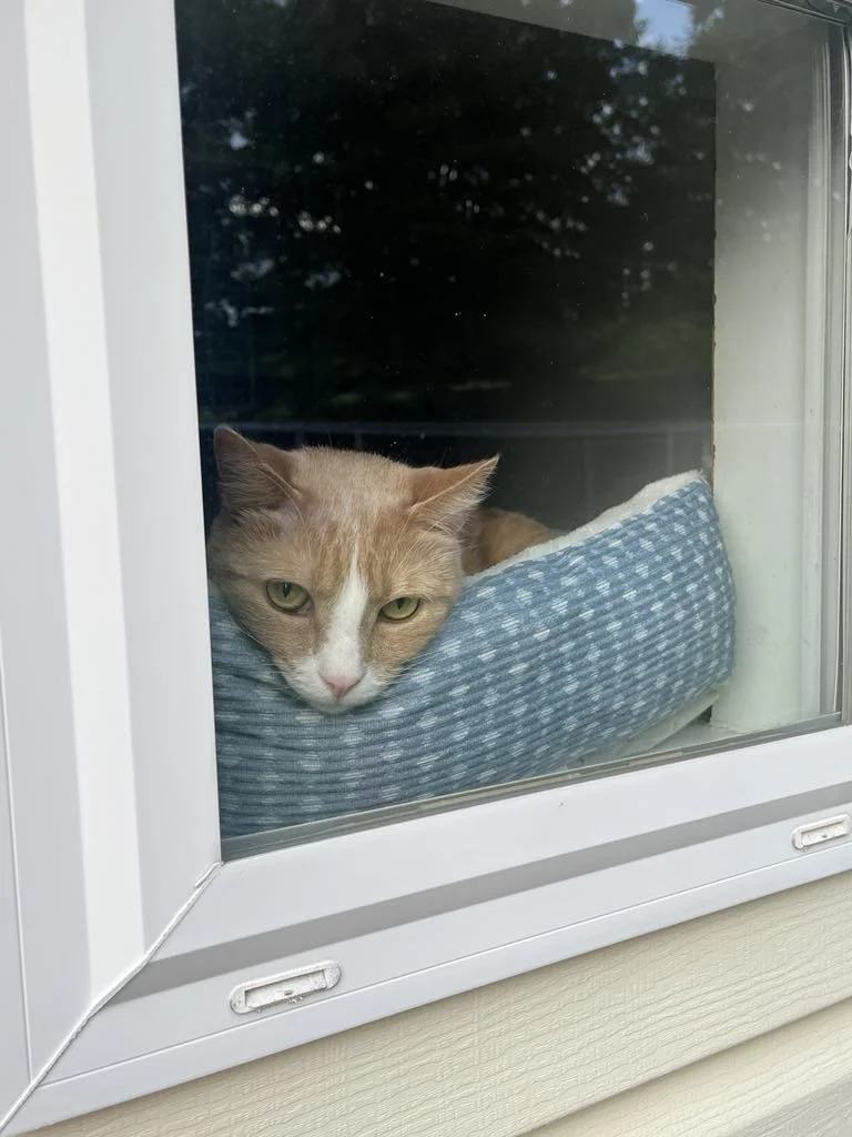 kitty.jpg