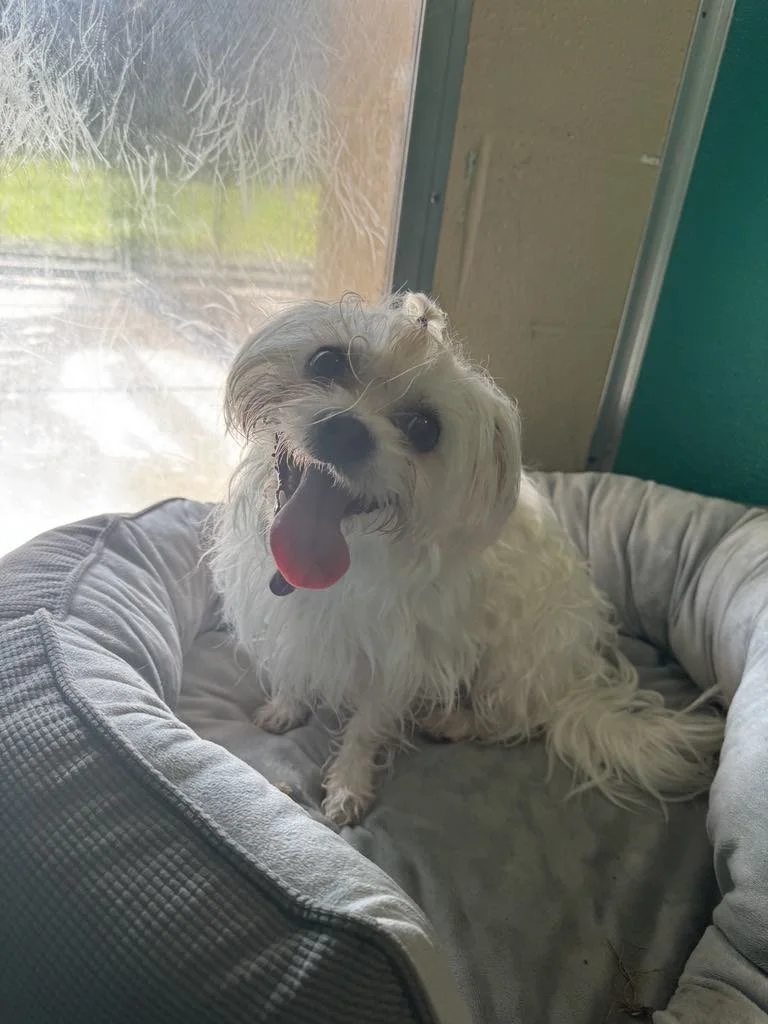 Luna in the air conditioning.jpg