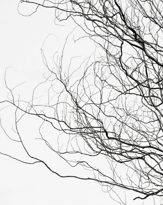 Dunne, kronkelende takken van een boom tegen een witte lucht.