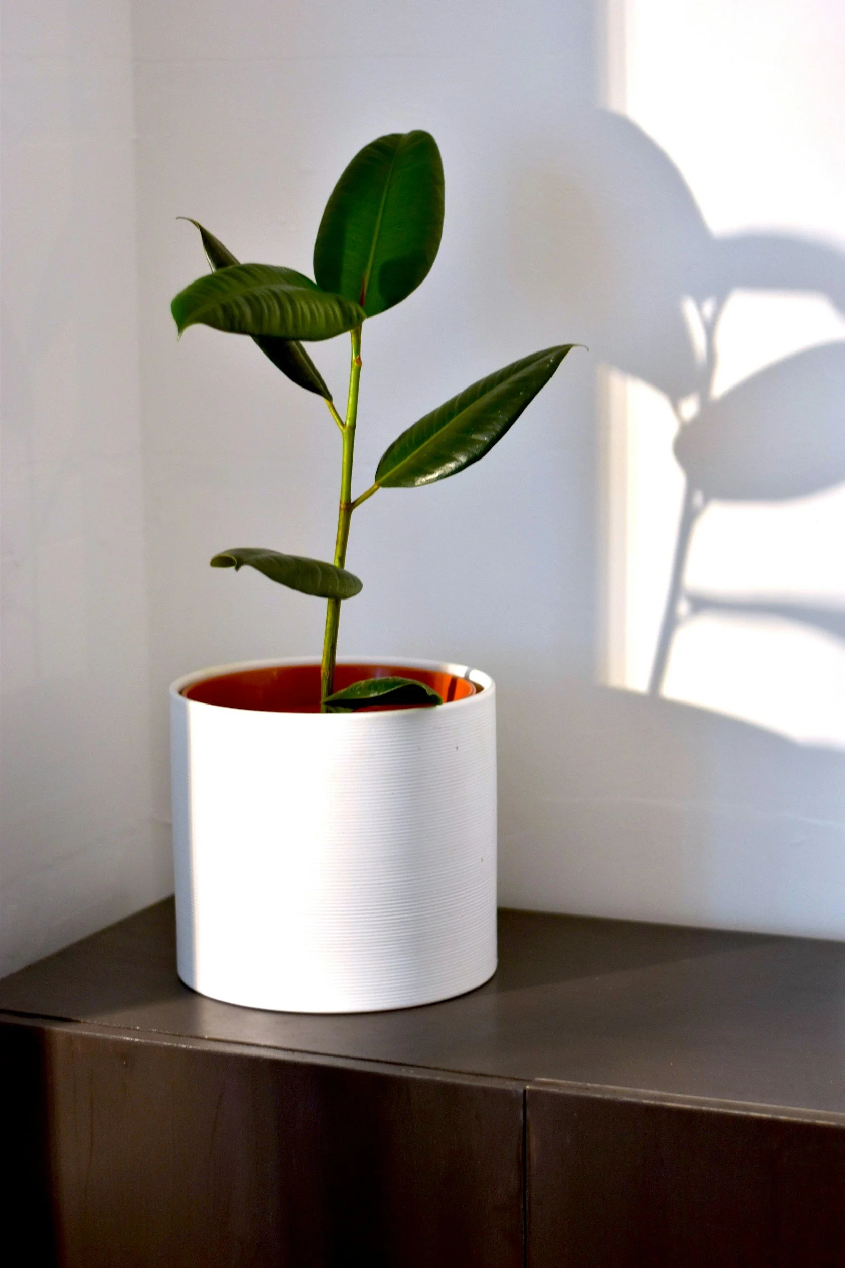 A potted plant with large, dark green leaves sitting on a dark wooden surface, casting a shadow on a white wall.