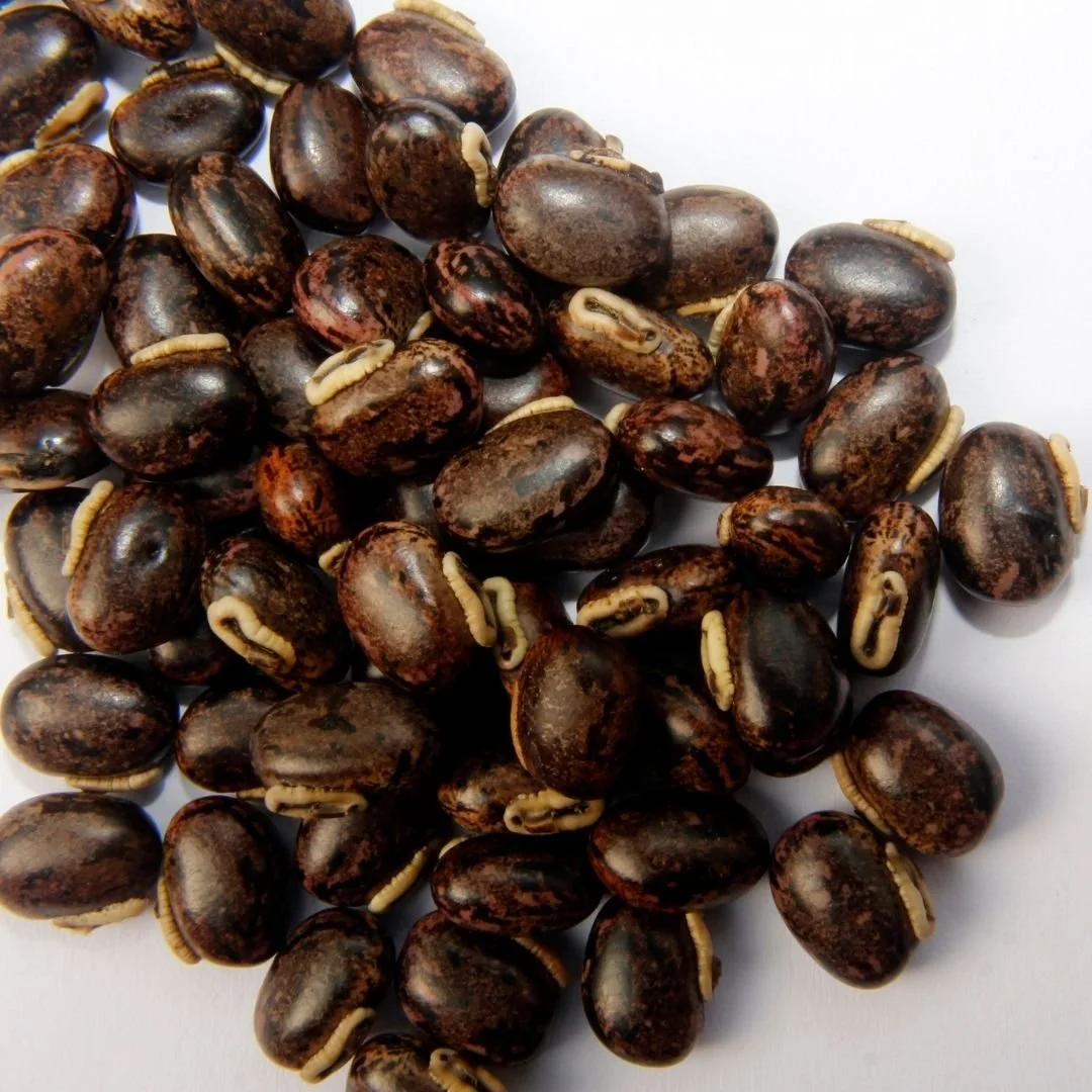 Lucuma fruit contains a lot of insoluble dietary fiber. A key component in our &ldquo;Good Fibes,&rdquo; product! This kind of fiber adds bulk to stool and helps clear waste from the system. Lucuma has high levels of polyphenols and carotenoids, anti