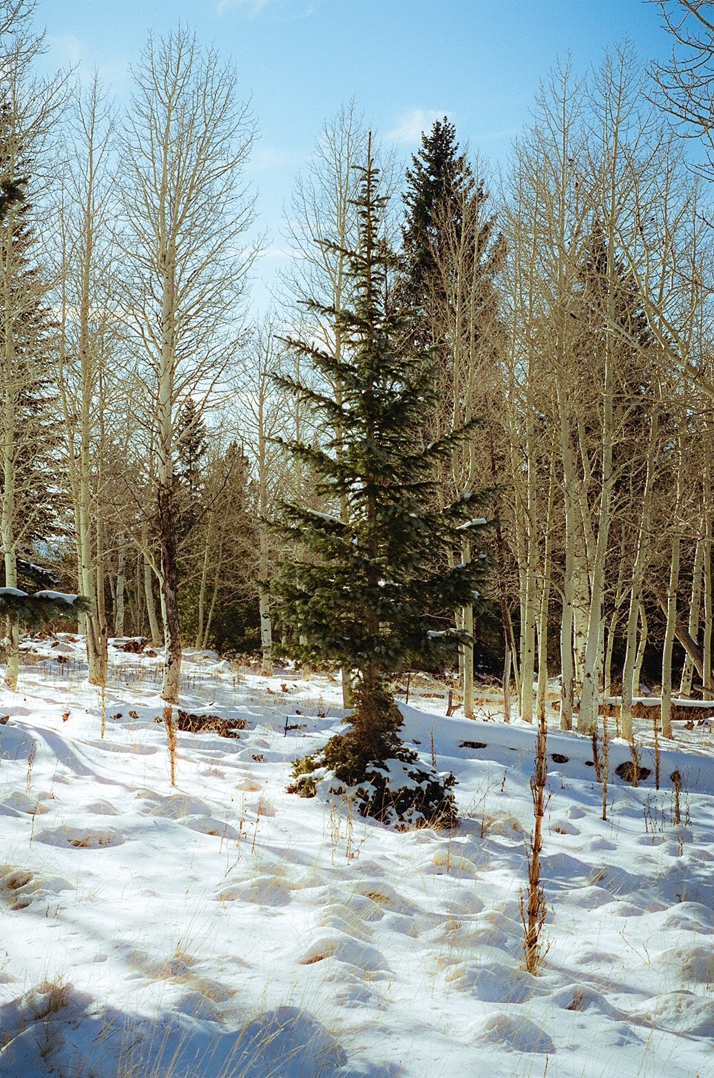 0020_20.jpg