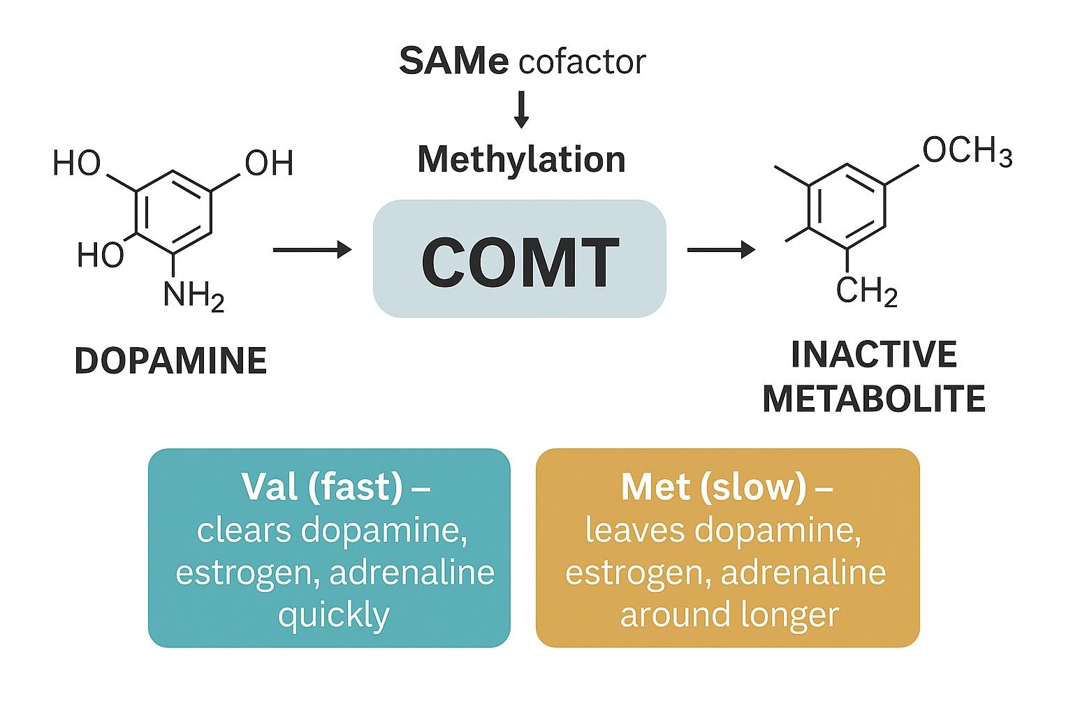 Slow COMT vs Fast COMT