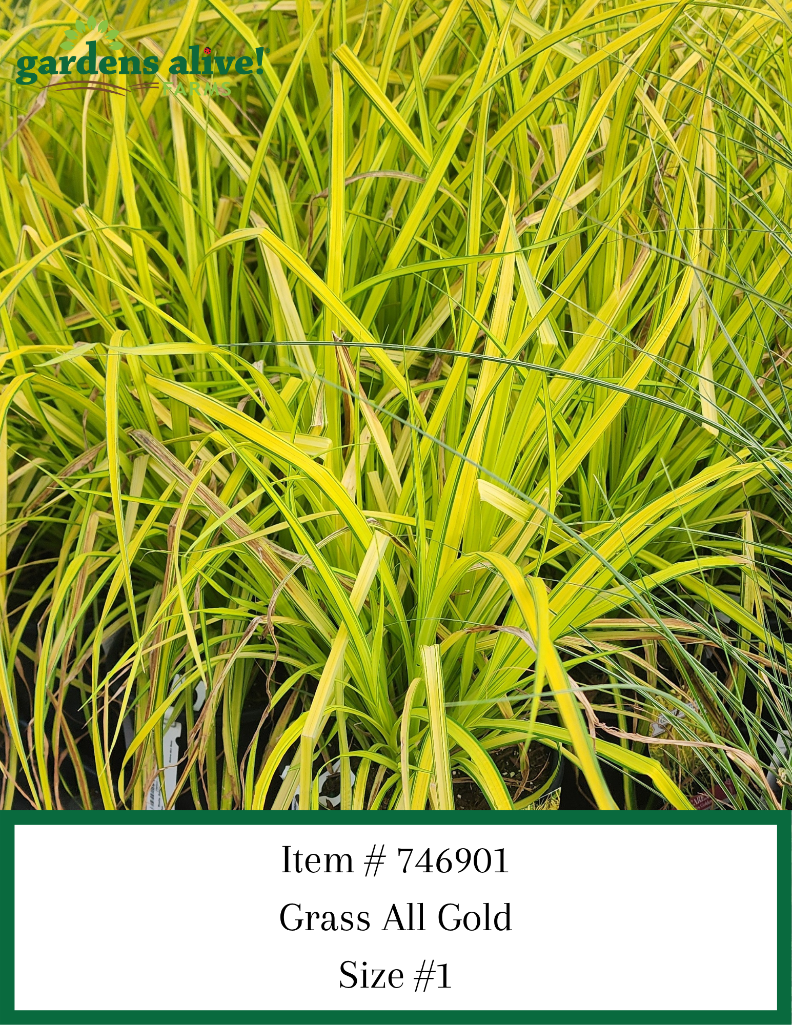 Grass All Gold