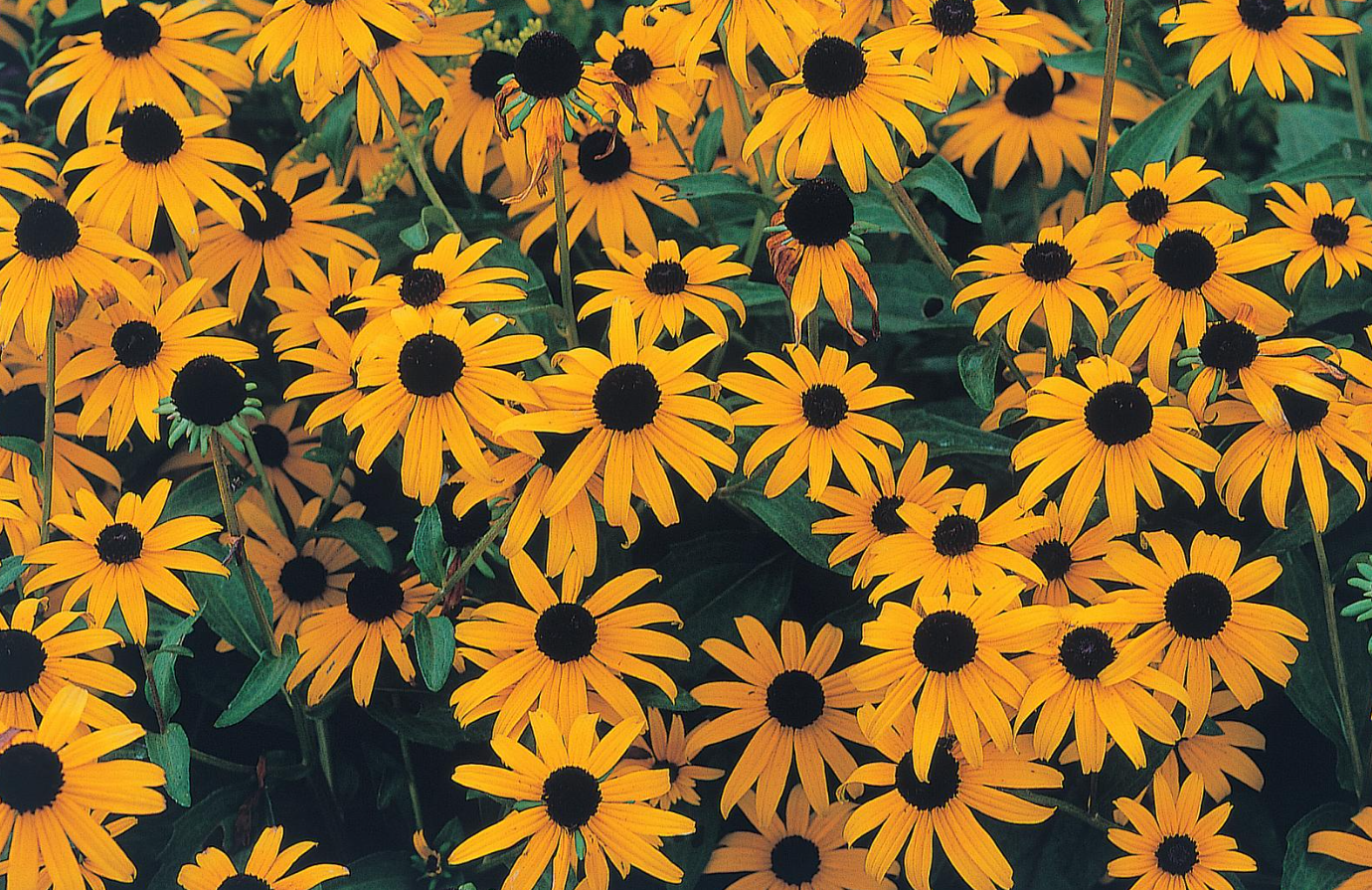 Native - rudbeckia.PNG