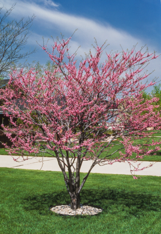 native - redbud.PNG
