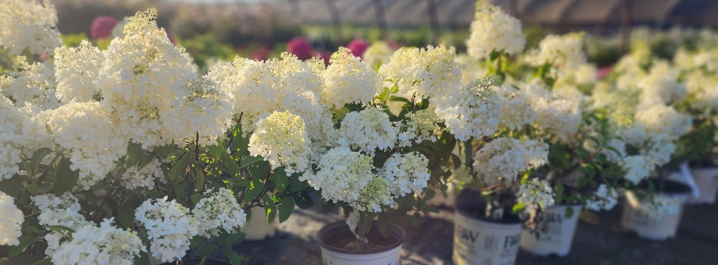 Events — Gardens Alive Farms