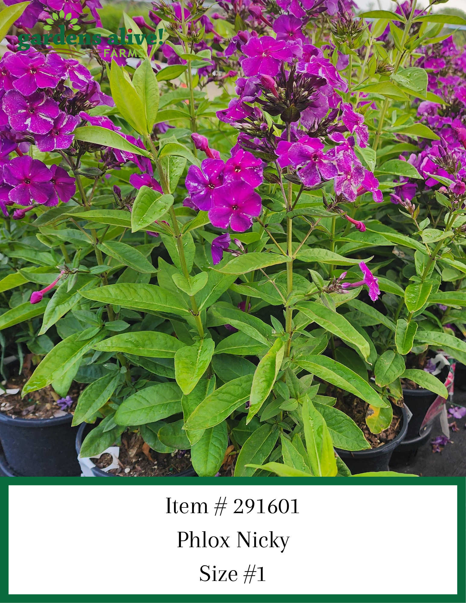 Phlox Nicky