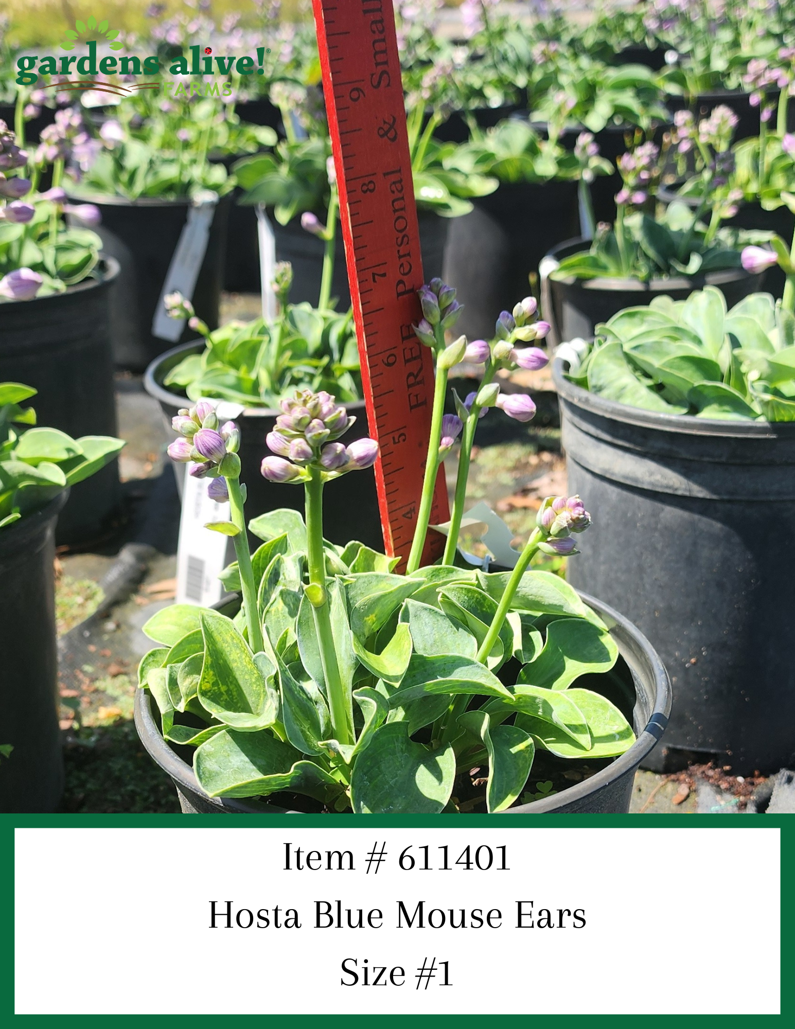 Hosta Blue Mouse Ears