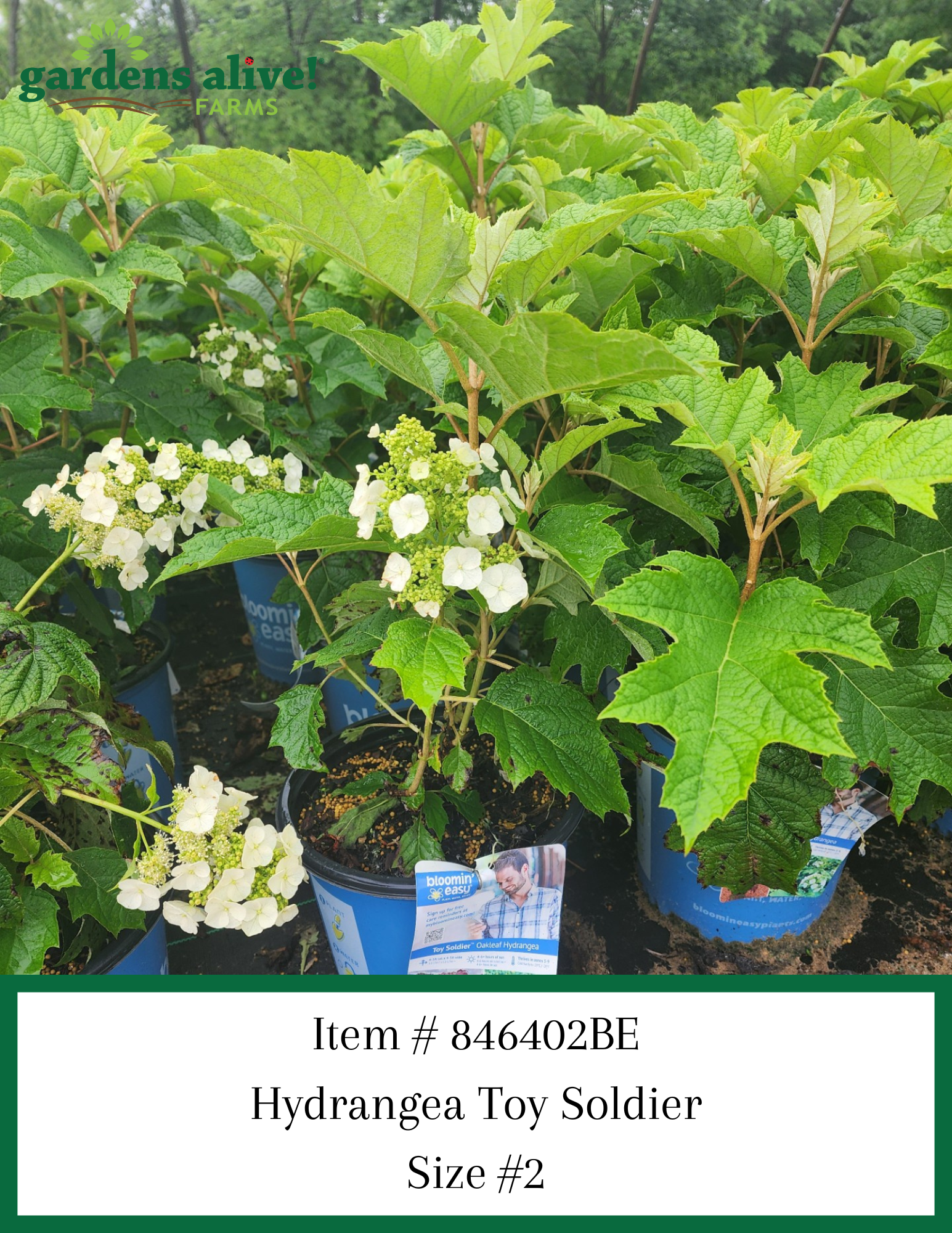 Hydrangea Toy Soldier Oak Leaf