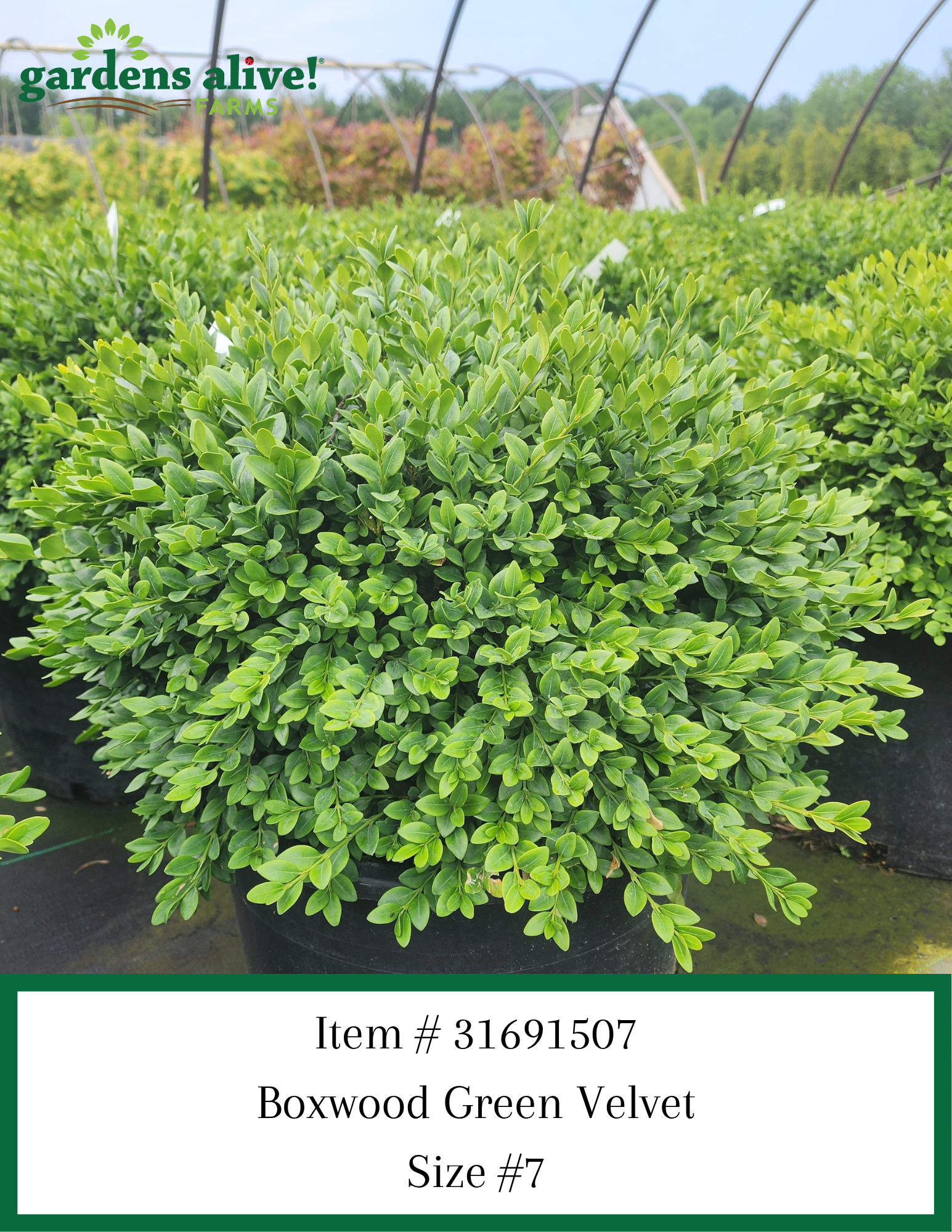 Boxwood Green Velvet