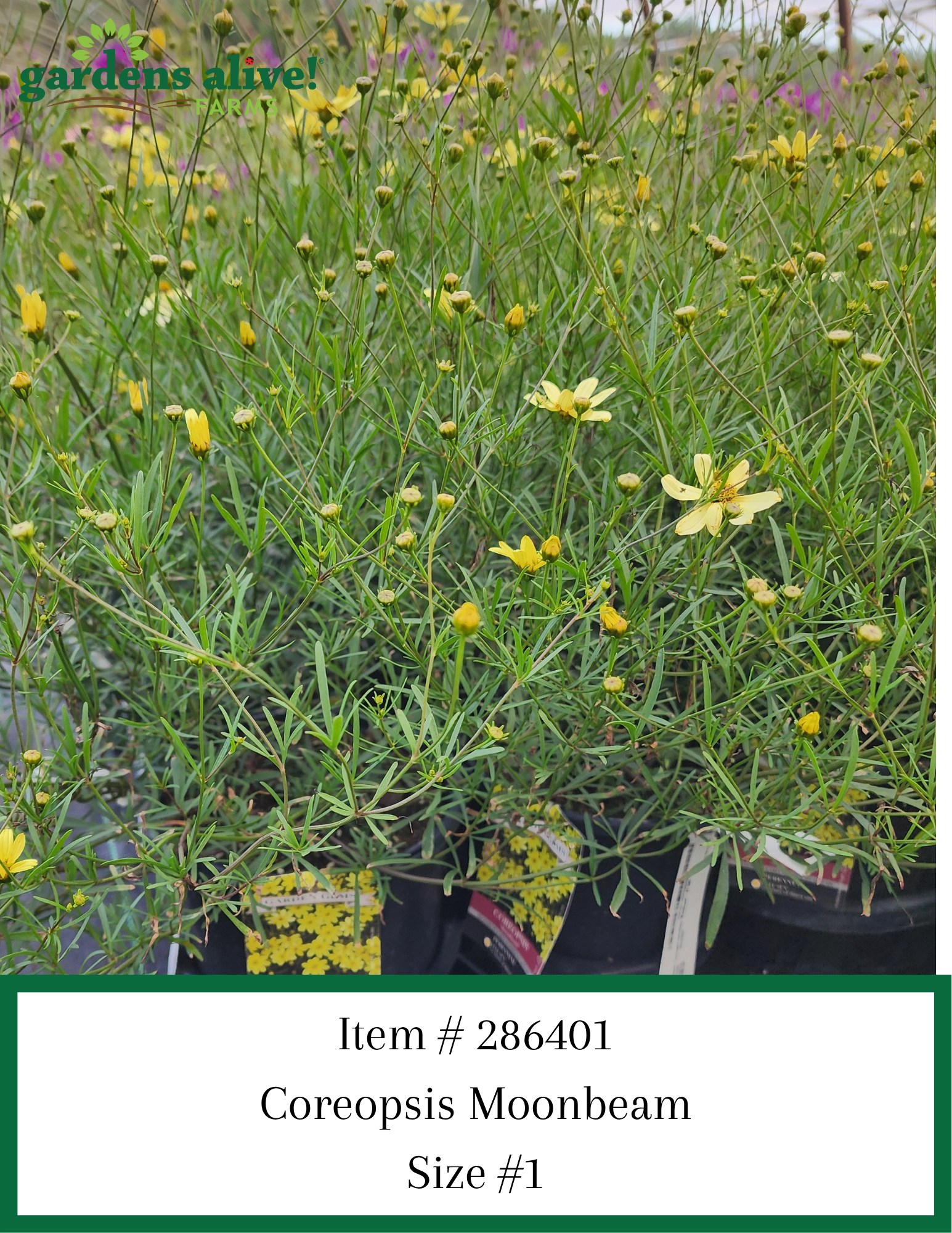 Coreopsis Moonbeam