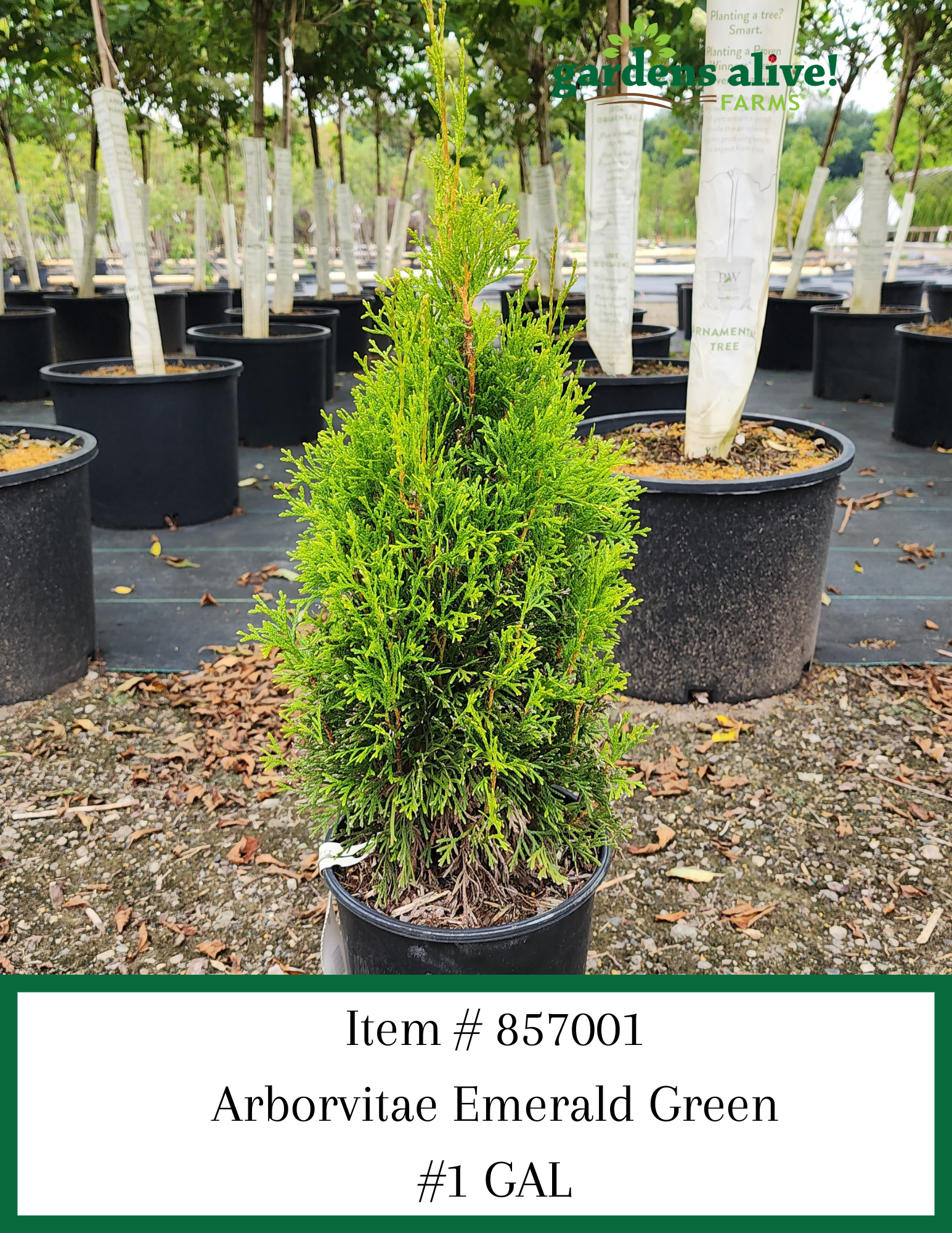 Emerald Green Arborvitae