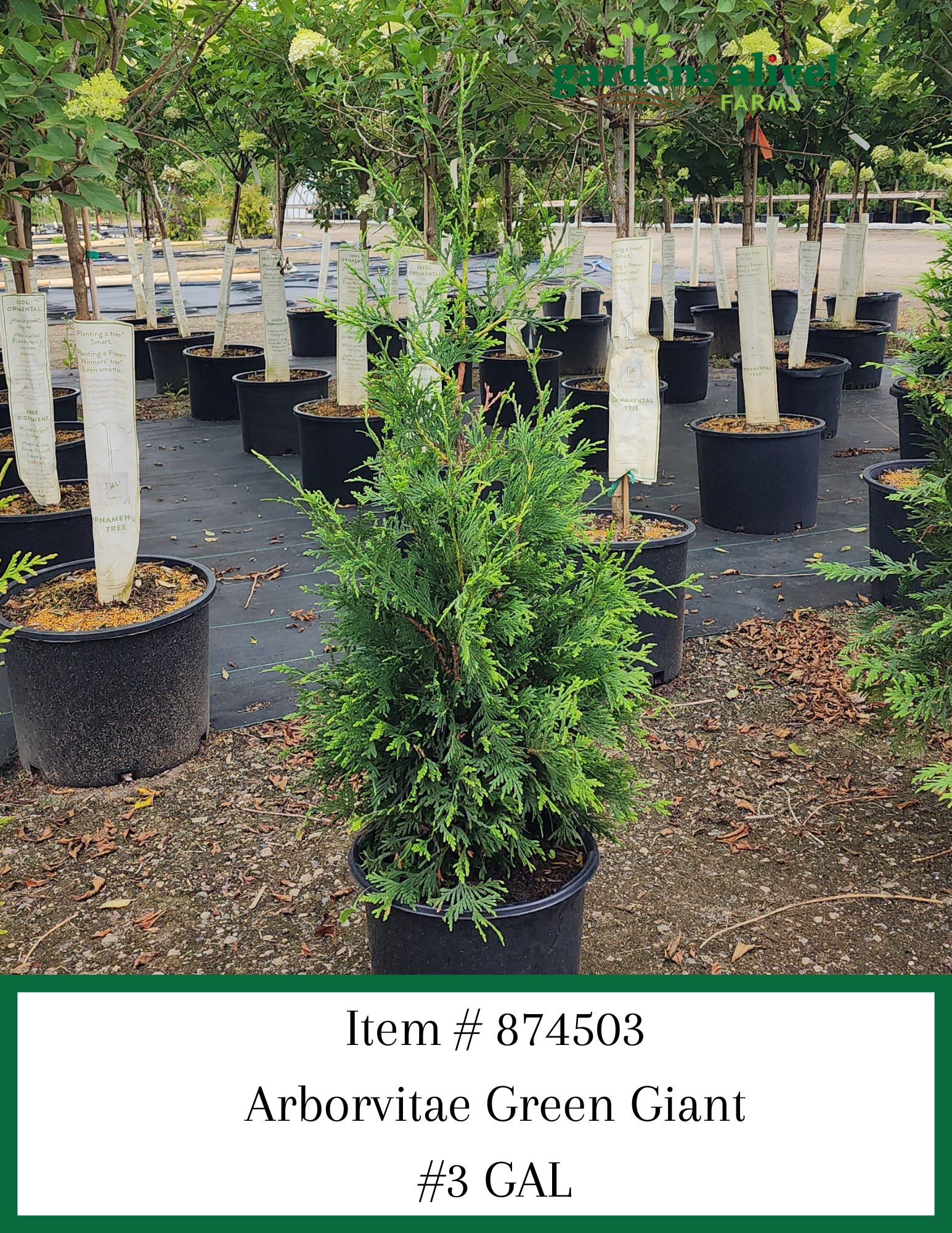 Green Giant Arborvitae
