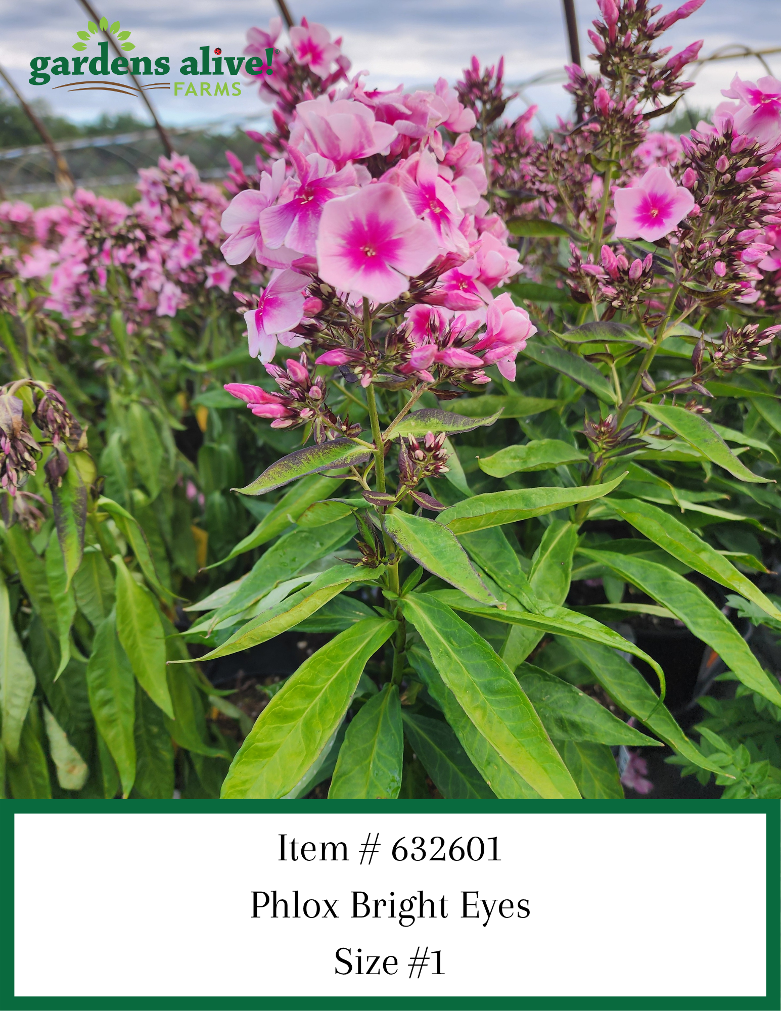 Phlox Bright Eyes