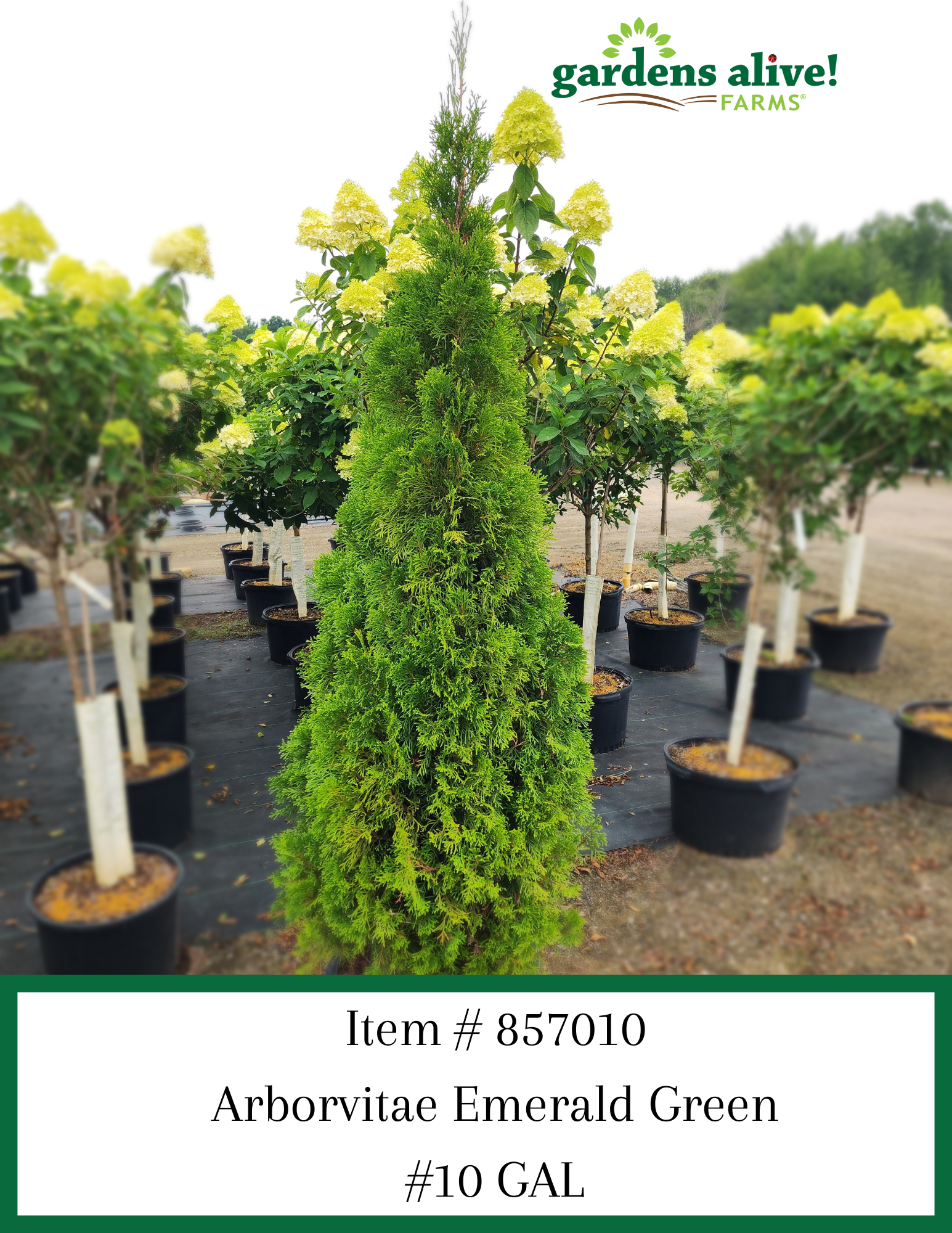 Emerald Green Arborvitae