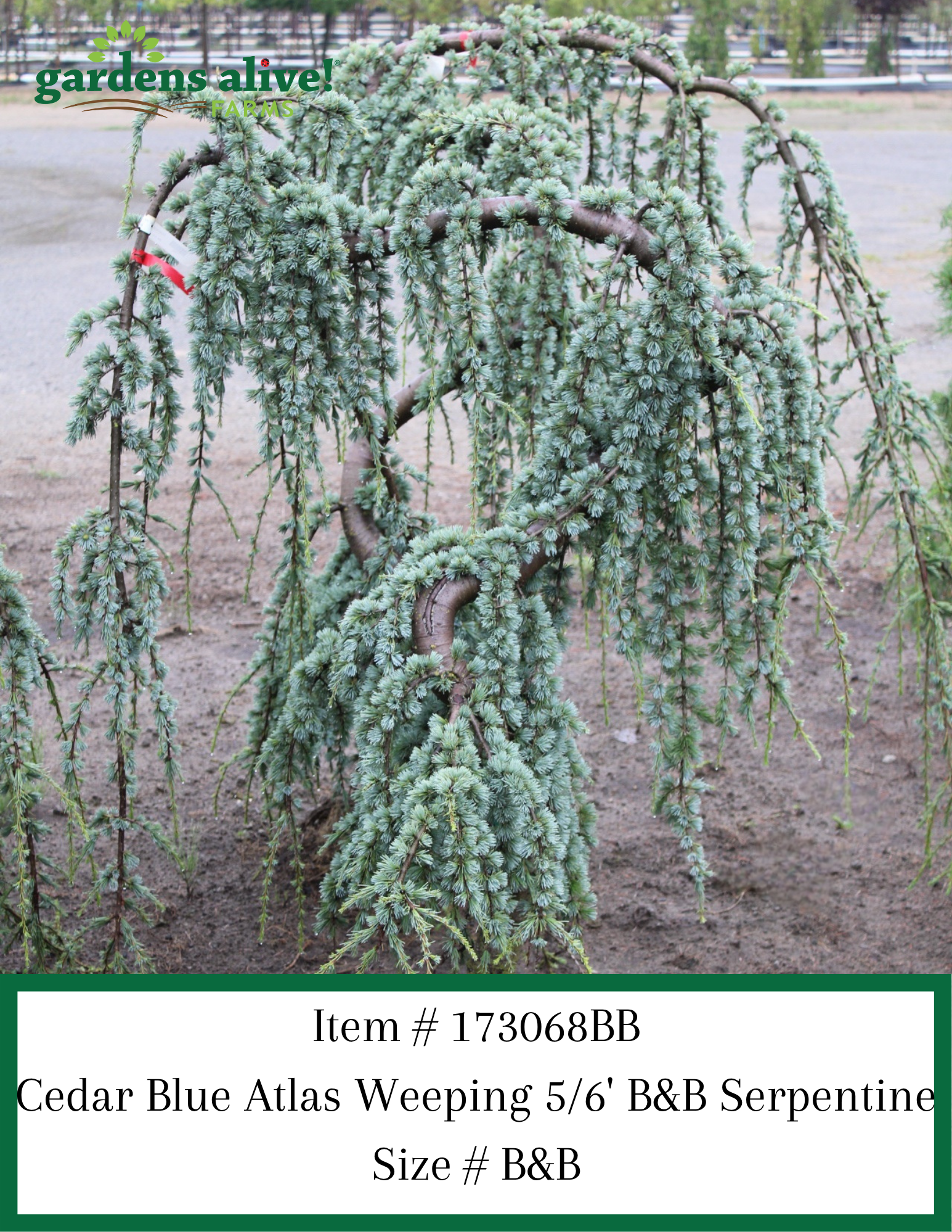 Weeping Blue Atlas Cedar
