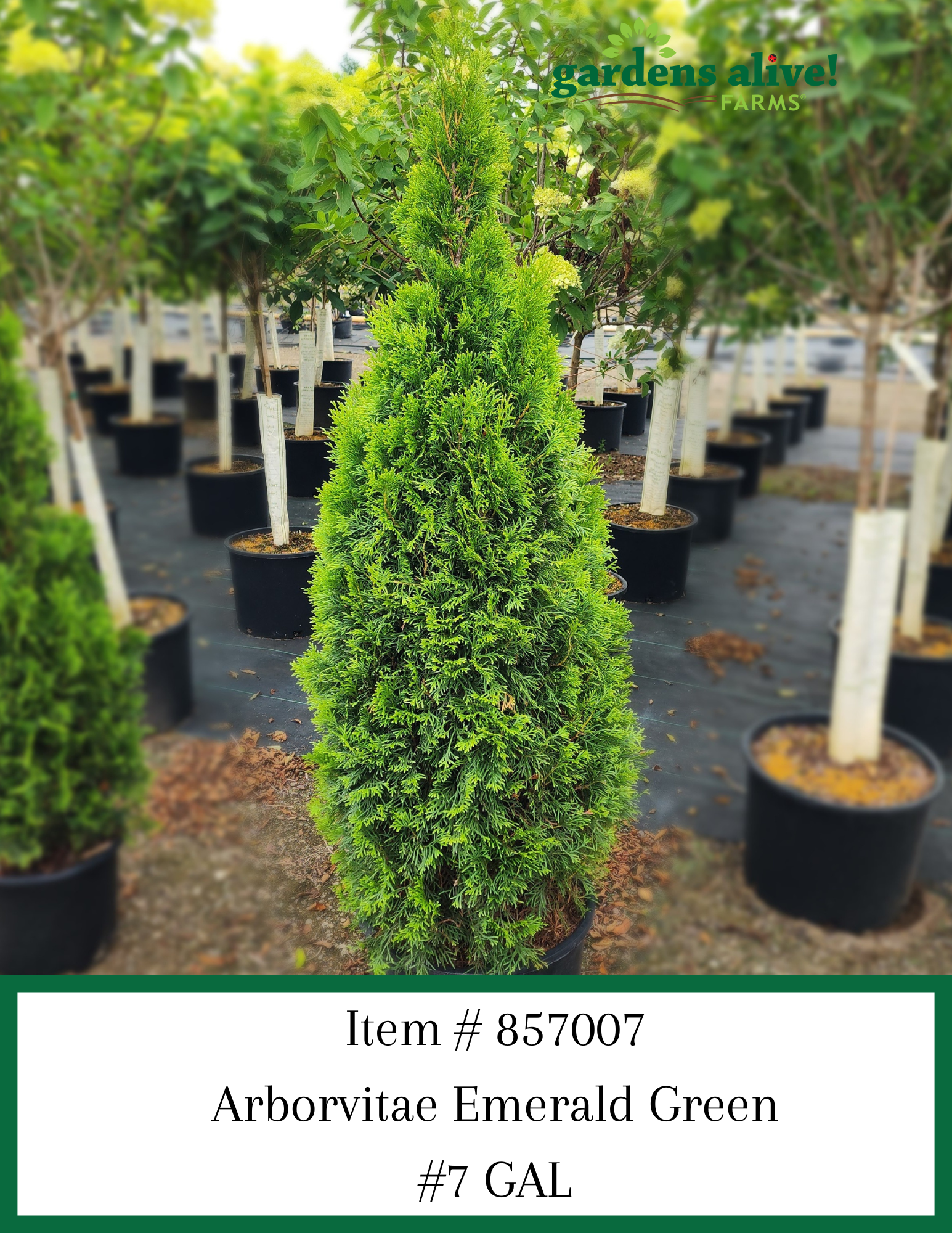 Emerald Green Arborvitae