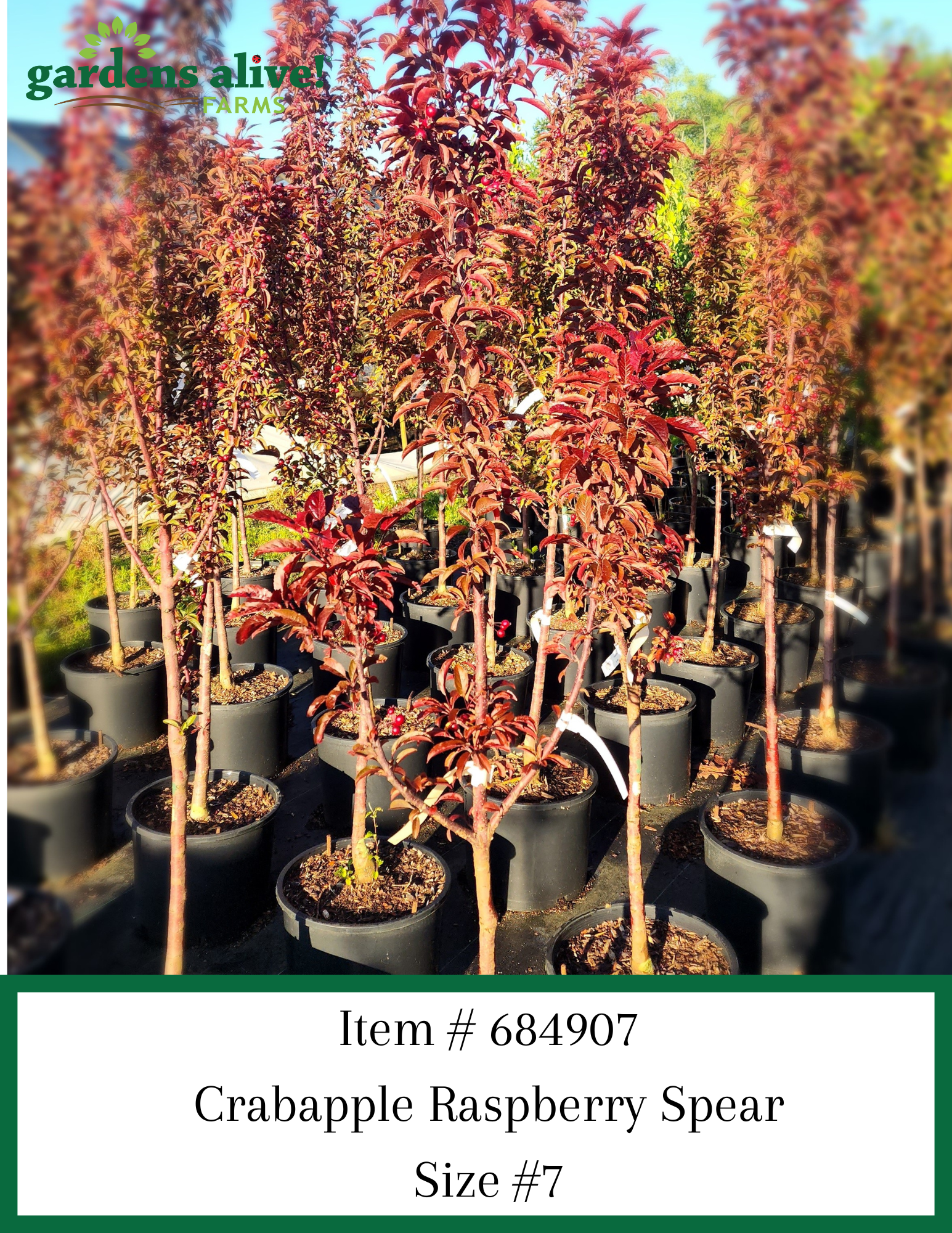 Crabapple Raspberry Spear