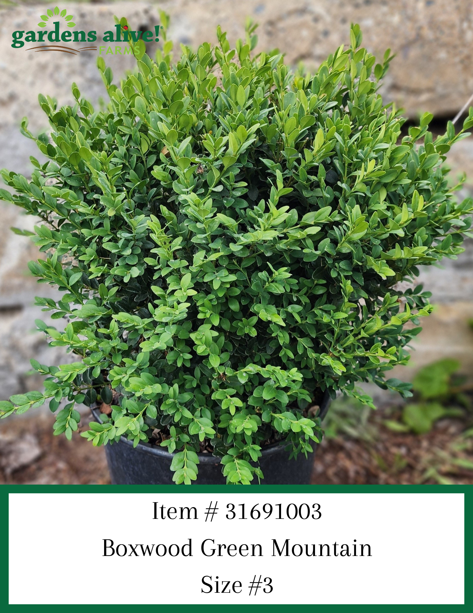 Boxwood Green Mountian