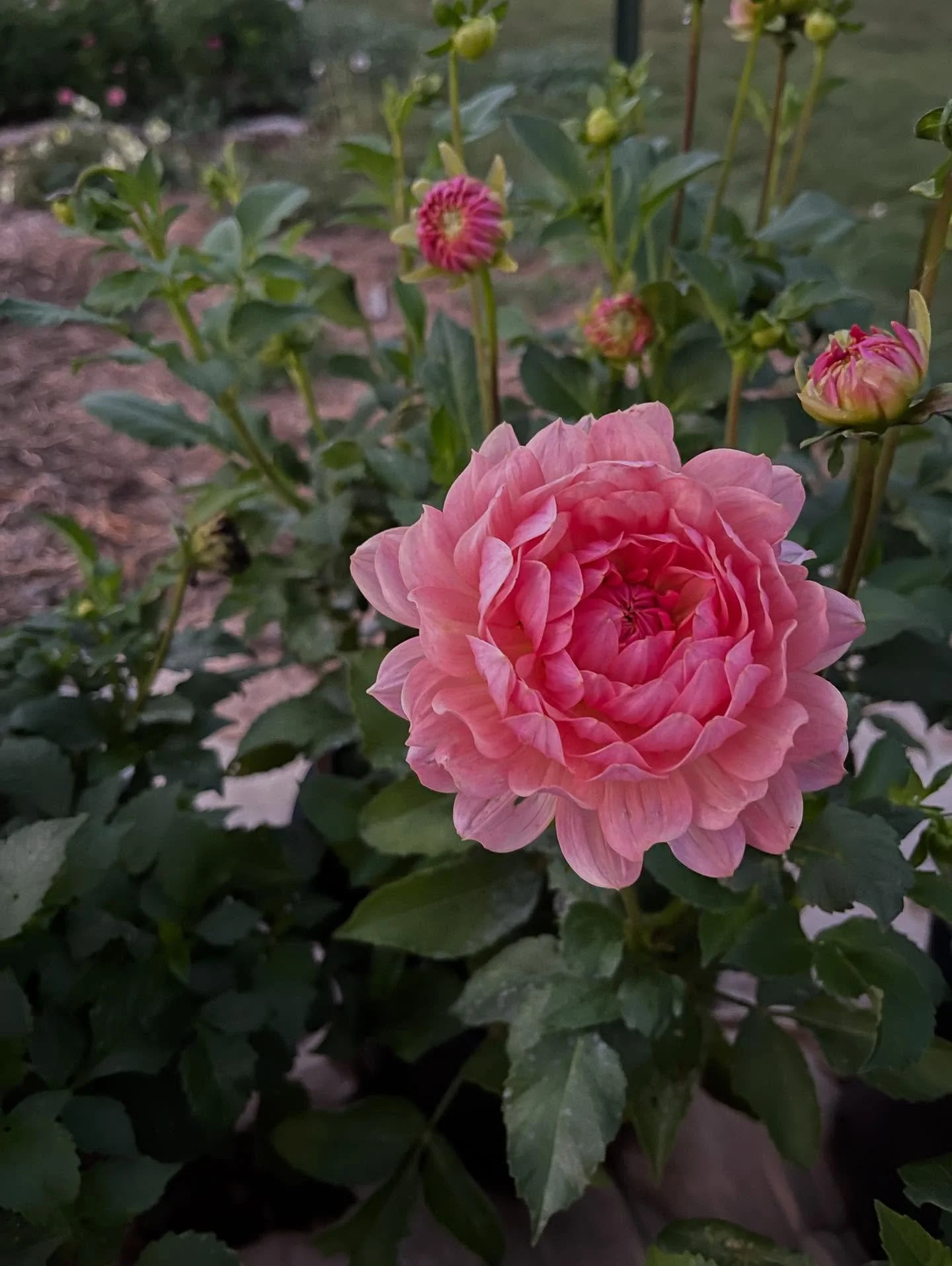 In the Dahlia world, we call certain varieties either a &ldquo;unicorn&rdquo; or a &ldquo;workhorse&rdquo; Dahlia. 

This girl right here is called Fawn and she is HARD to get your hands on. I try and not chase all the unicorn varieties. They are mor