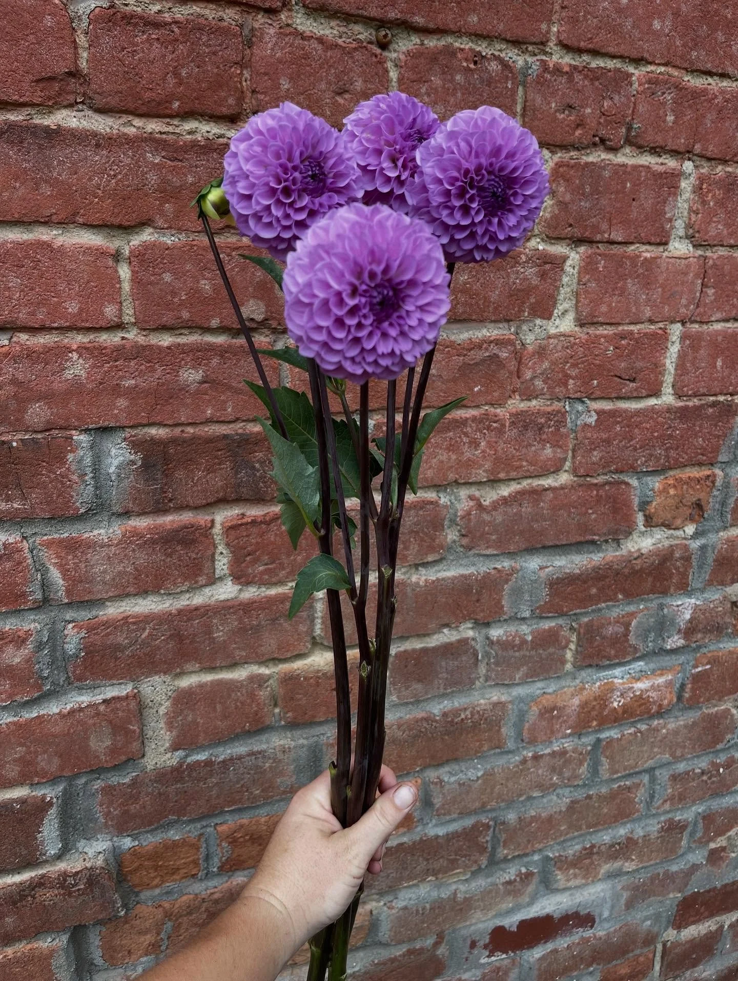 Happy October 👏

This month always brings an end to one phase and a beginning to another. We are prepping for the great dahlia dig at the end of the month, making sure all the plants have correct tags! 

It is also big transition to more studio time