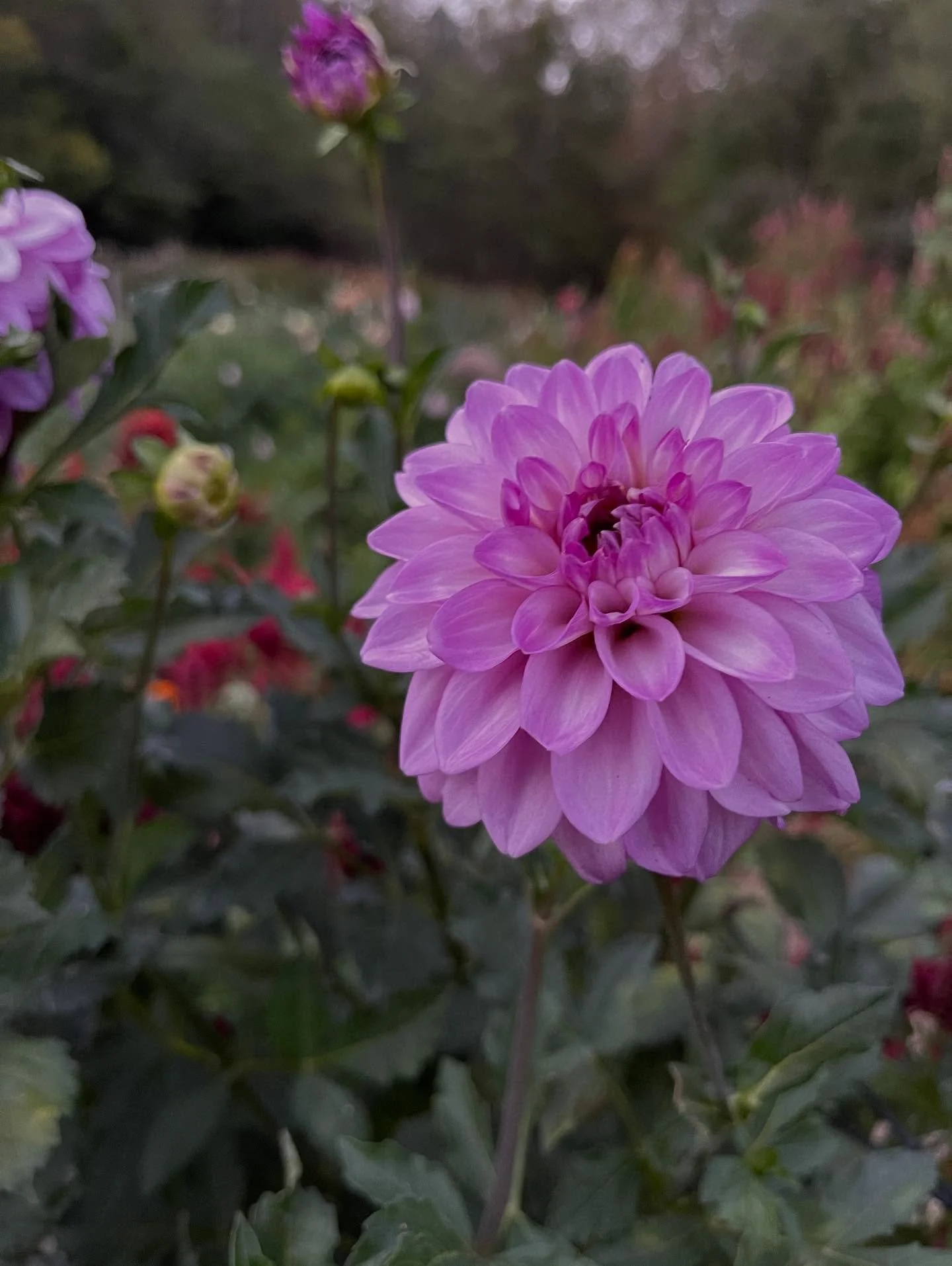 Sometimes&hellip; the dahlias just don&rsquo;t look real. They look too good to be true. 

Such a blessing to be able to grow such beauty and share it with others! 

📸: RM Moonlight 

#stoneborn #stonebornpotteryandflowerfarm #dahlias