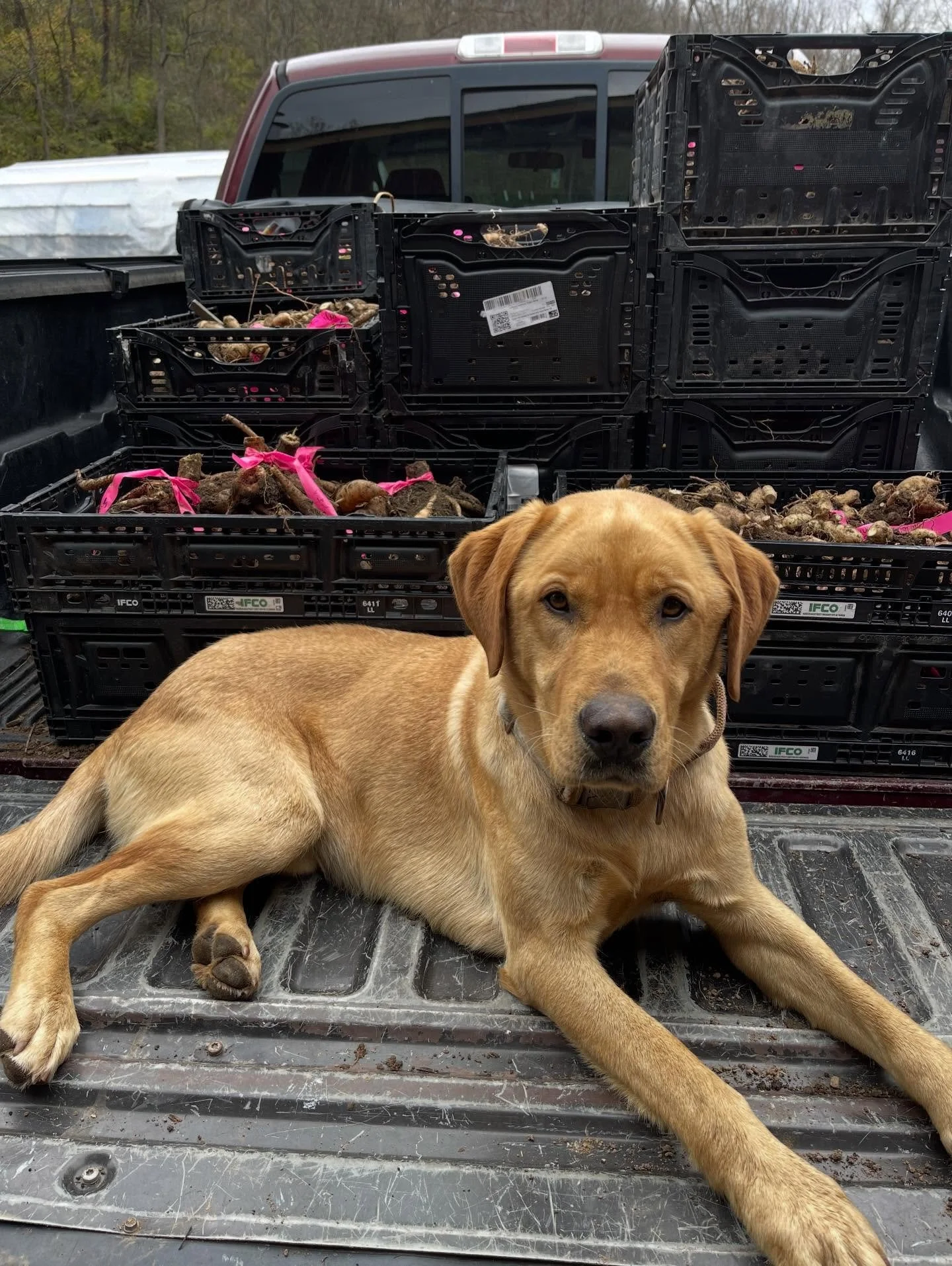 It&rsquo;s been an insane couple of weeks! 😸

Post family wedding craziness, we got all our dahlia tubers out of the ground and moved directly to production mode in the studio. 👏 

Gus&rsquo; favorite season is upon us: naps in front of the wood st