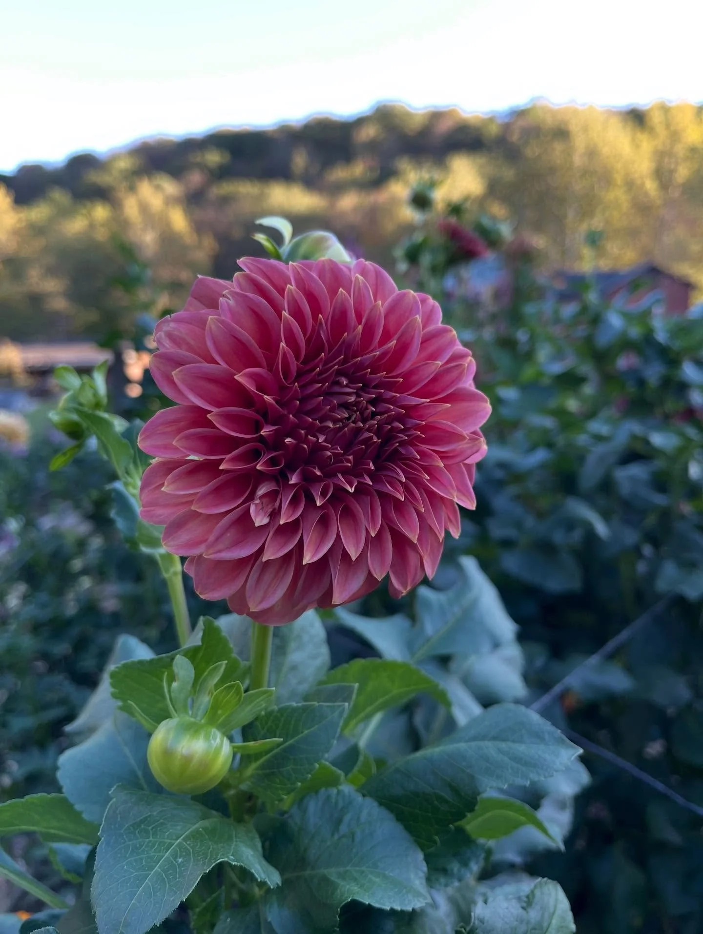 Everything has a season. 

Do I miss the flowers? Of course. But the switch is always welcomed with a sigh of relief. 

Now on to making more and more mugs 👏 

#stoneborn #stonebornpotteryandflowerfarm #pottery
