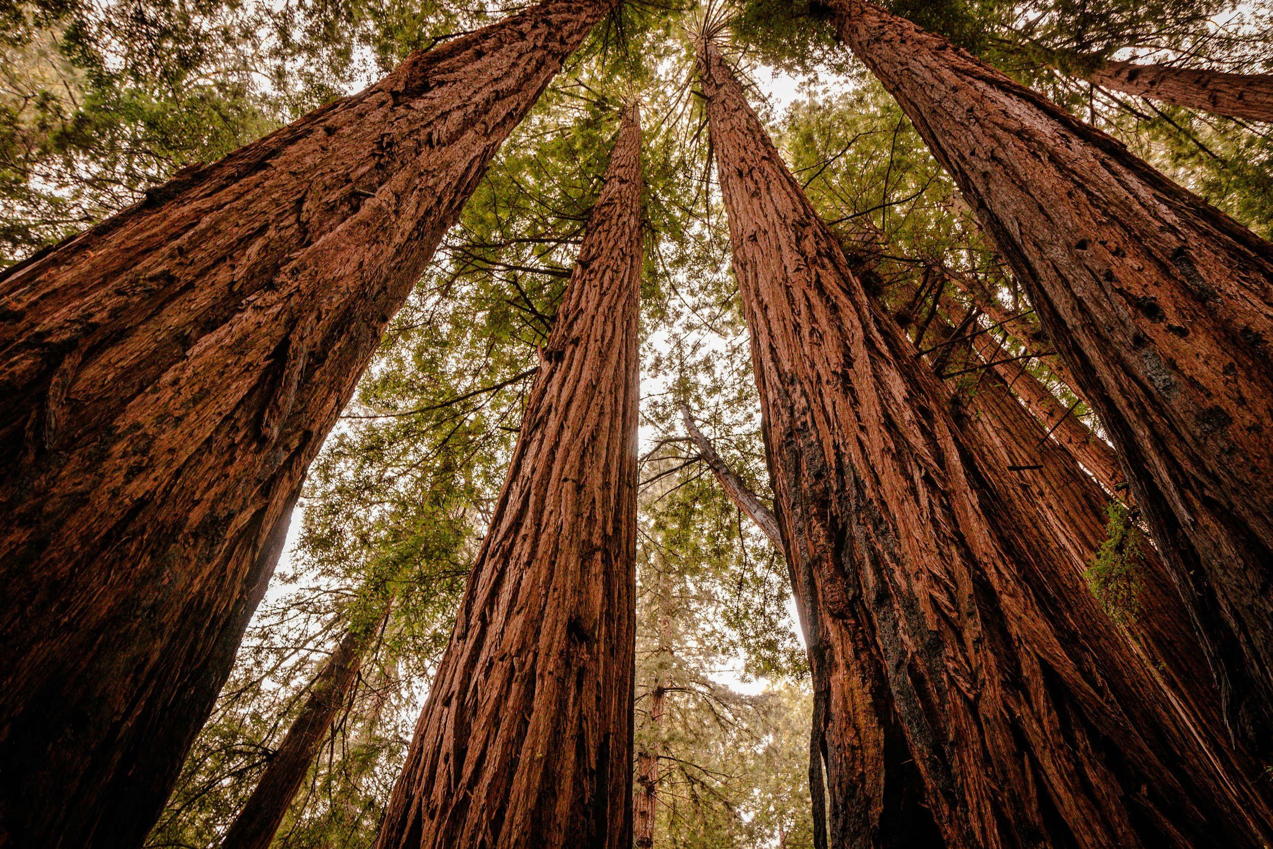 SOMA | Tea. Movement. Nature.