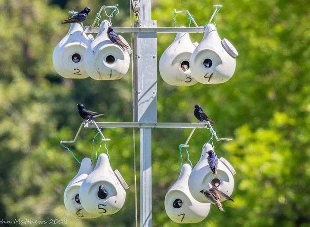 Purple-Martin-apartments-800-John-Matthews-CC.jpg