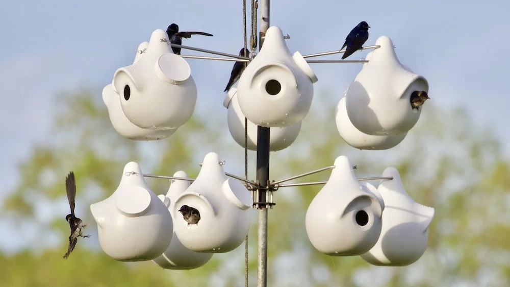 Purple-Martin-House-2.jpg