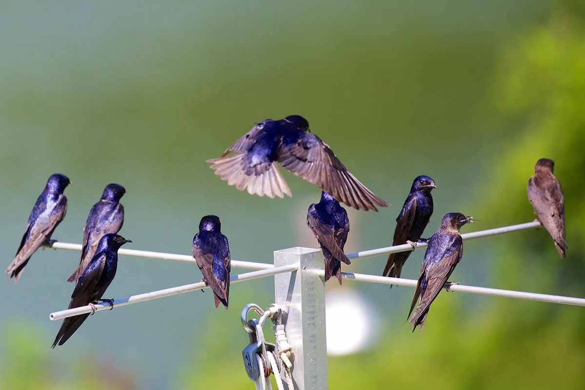 Purple-Martins.jpg