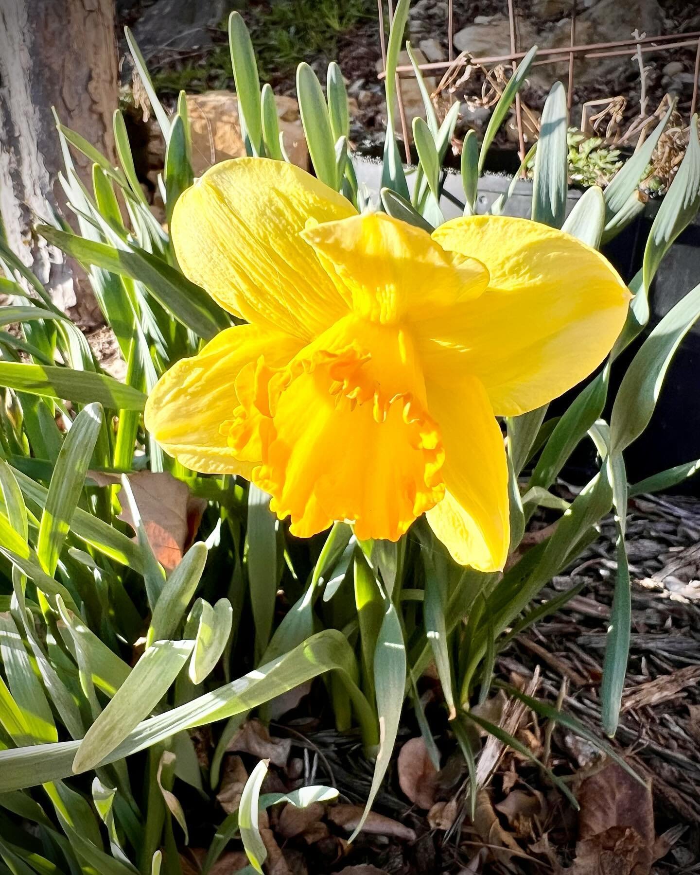 Happy First Day of Spring from McGregor&rsquo;s Bluffside Garden! 🌷

#mcgregoriowa #portsofdiscovery #spring #firstdayofspring #daffodils #springflowers