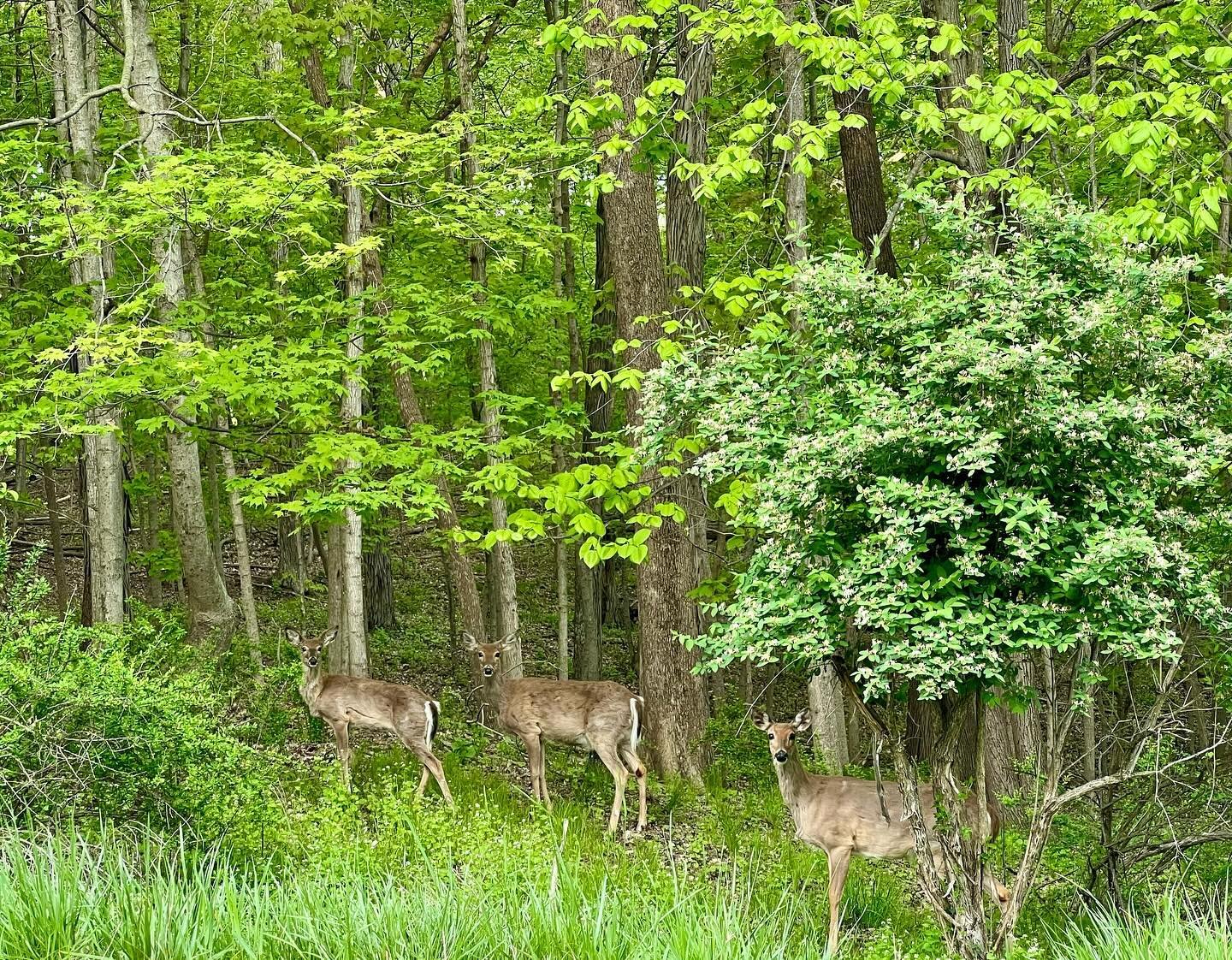 We deer-ly love how lush and green the Ports of Discovery are right now. Nature is just a step away in Marquette and McGregor! 🦌

#mcgregoriowa #portsofdiscovery #thisisiowa #green #springtime #lushandgreen #wildlife #deer