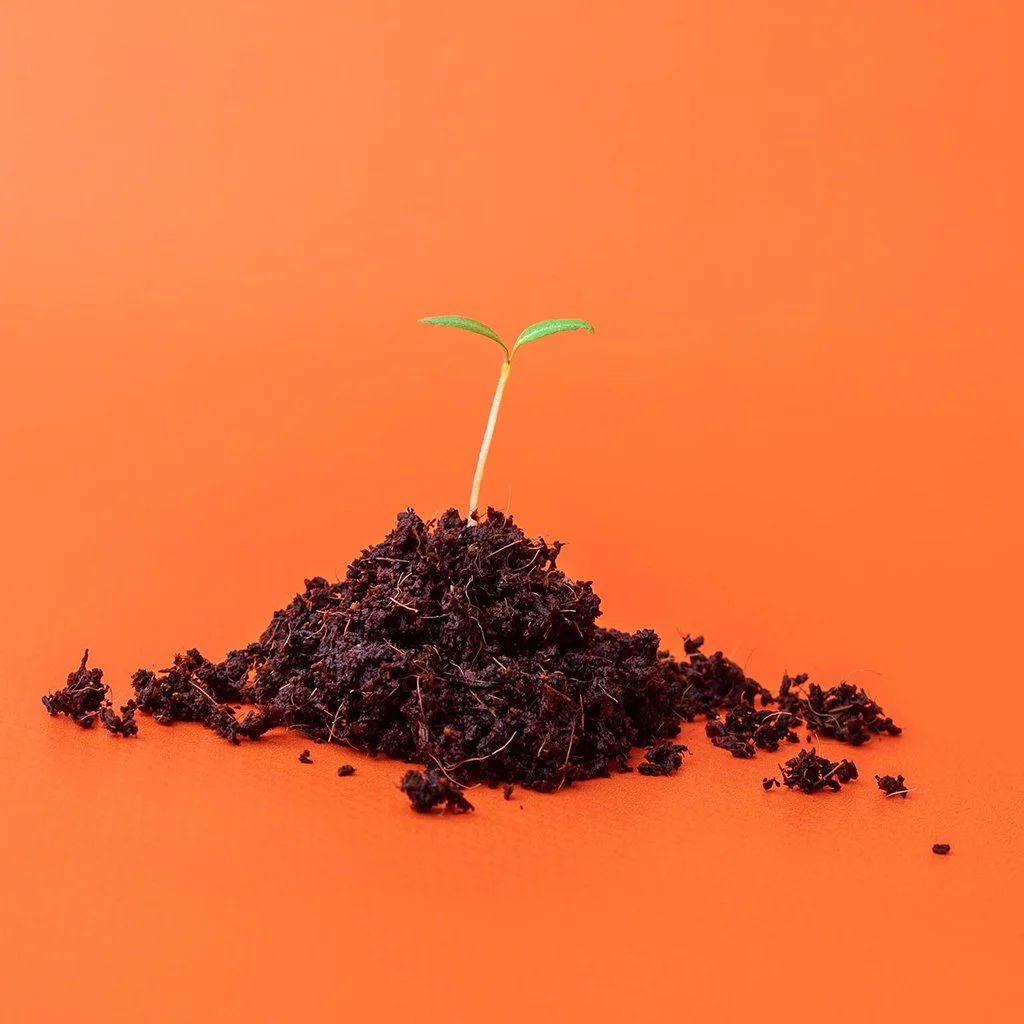 Kitchen Table 5 The Roots Issue — Kitchen Table Magazine